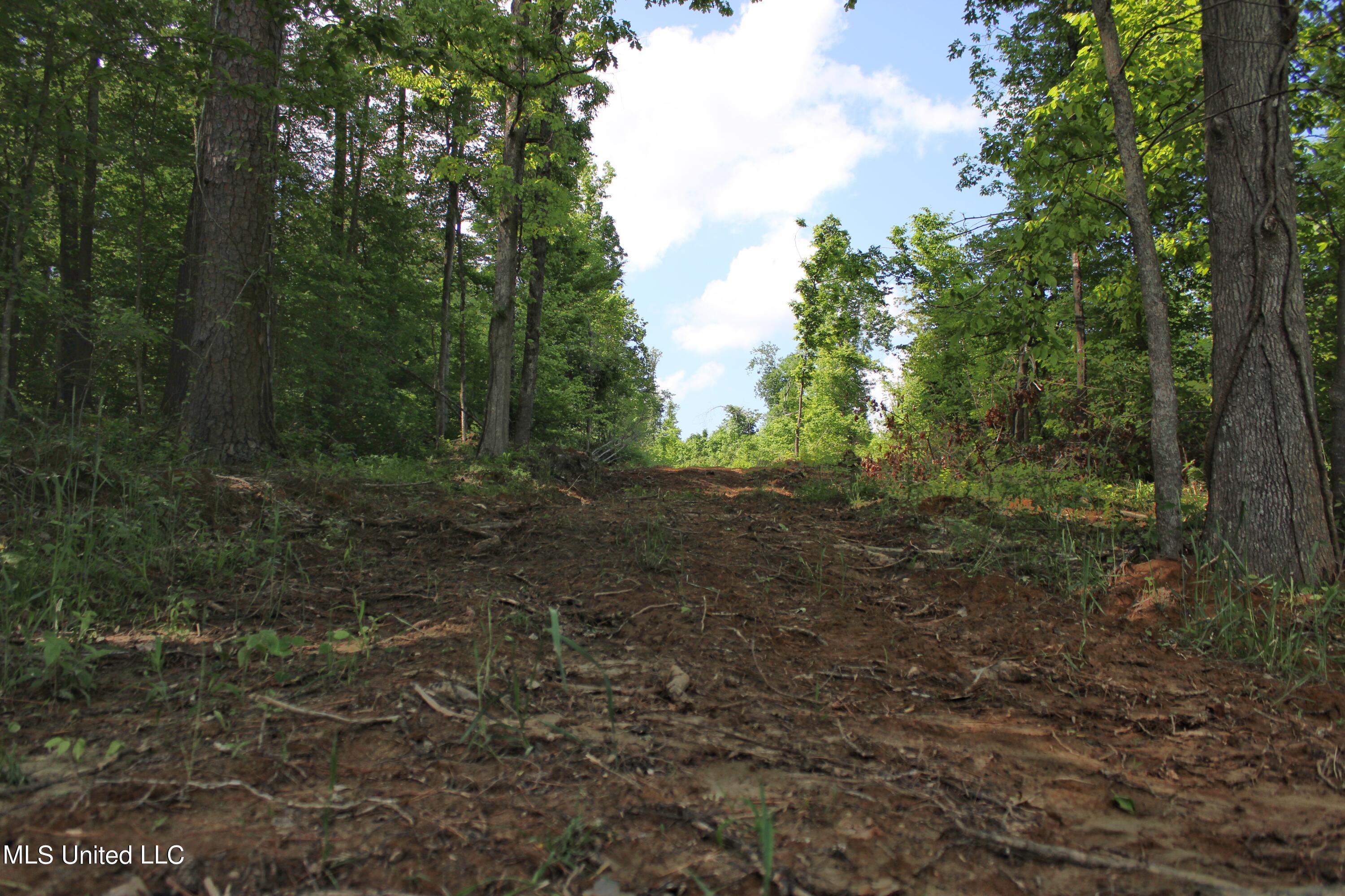 Ascalmore Creek Road, Cascilla, Mississippi image 10