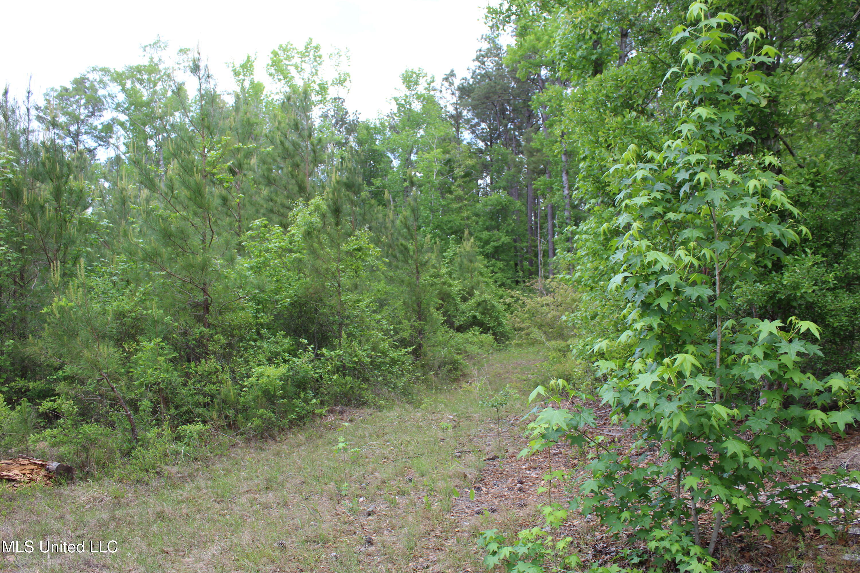87.6 Acres Rousanville Road, Leakesville, Mississippi image 11