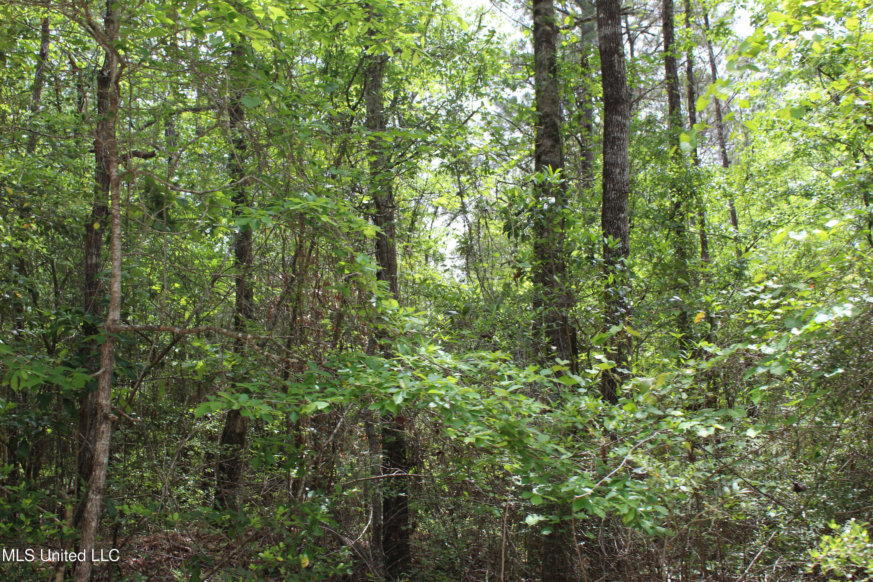 87.6 Acres Rousanville Road, Leakesville, Mississippi image 28