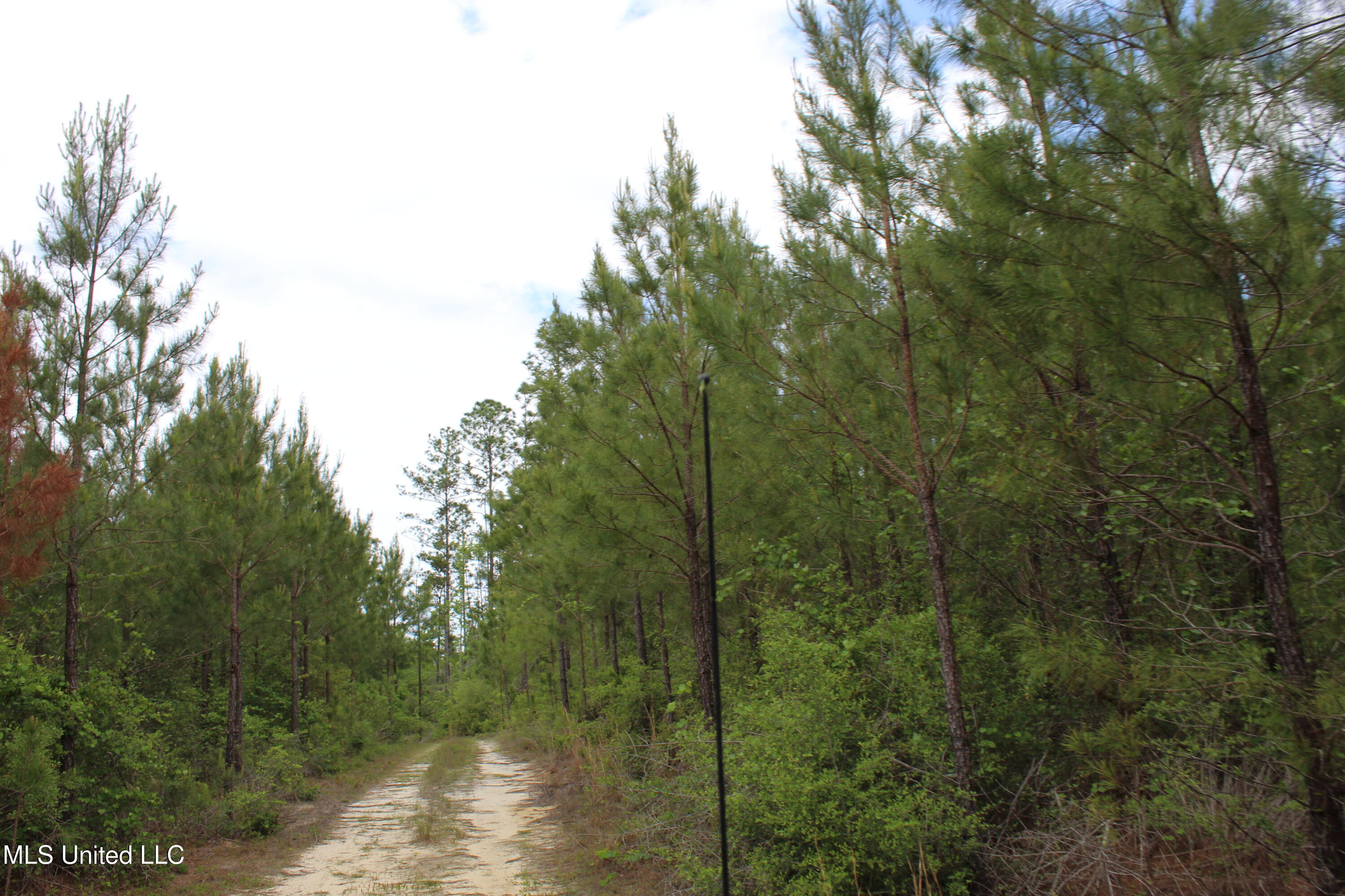 87.6 Acres Rousanville Road, Leakesville, Mississippi image 6