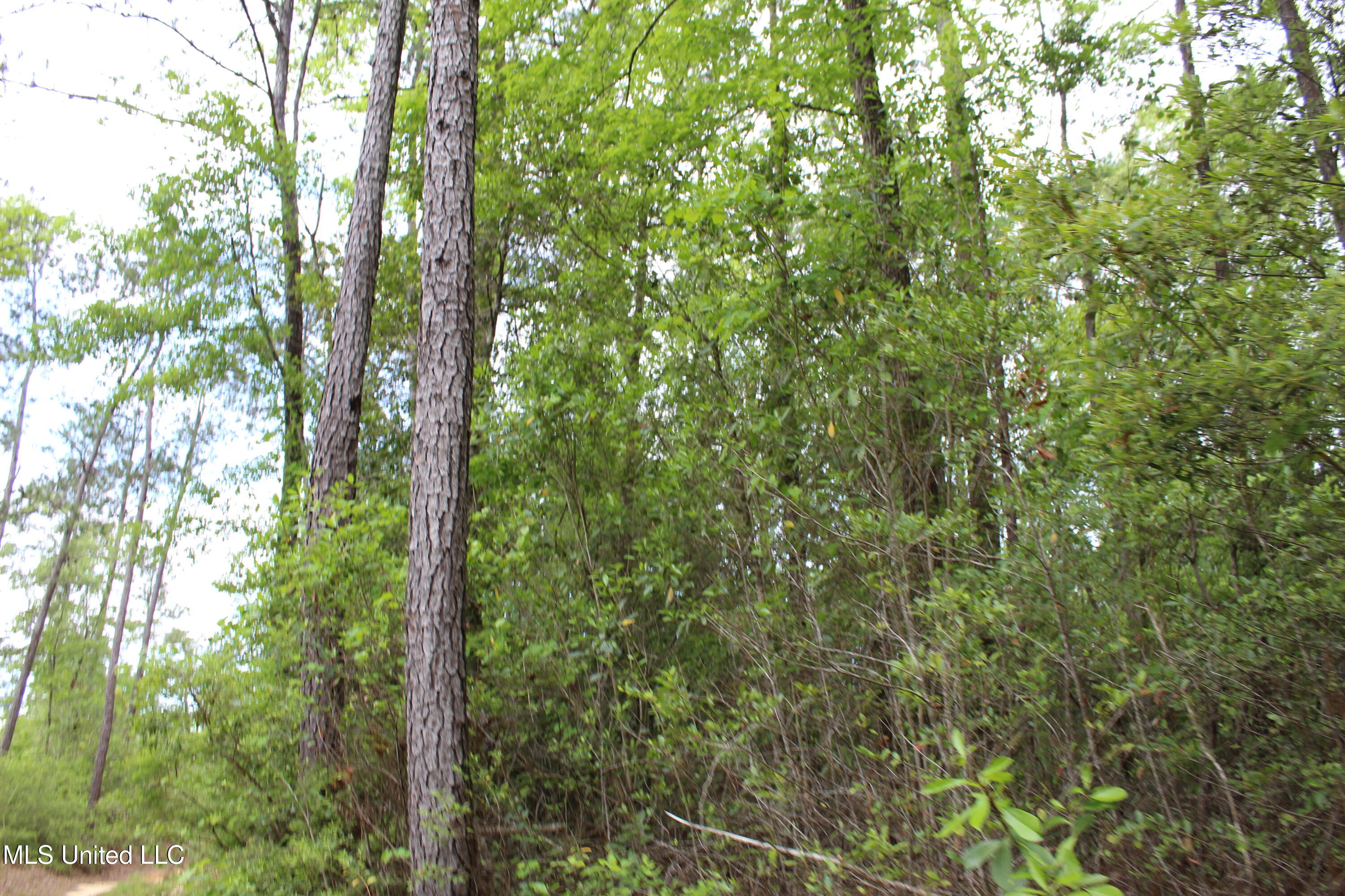 87.6 Acres Rousanville Road, Leakesville, Mississippi image 10