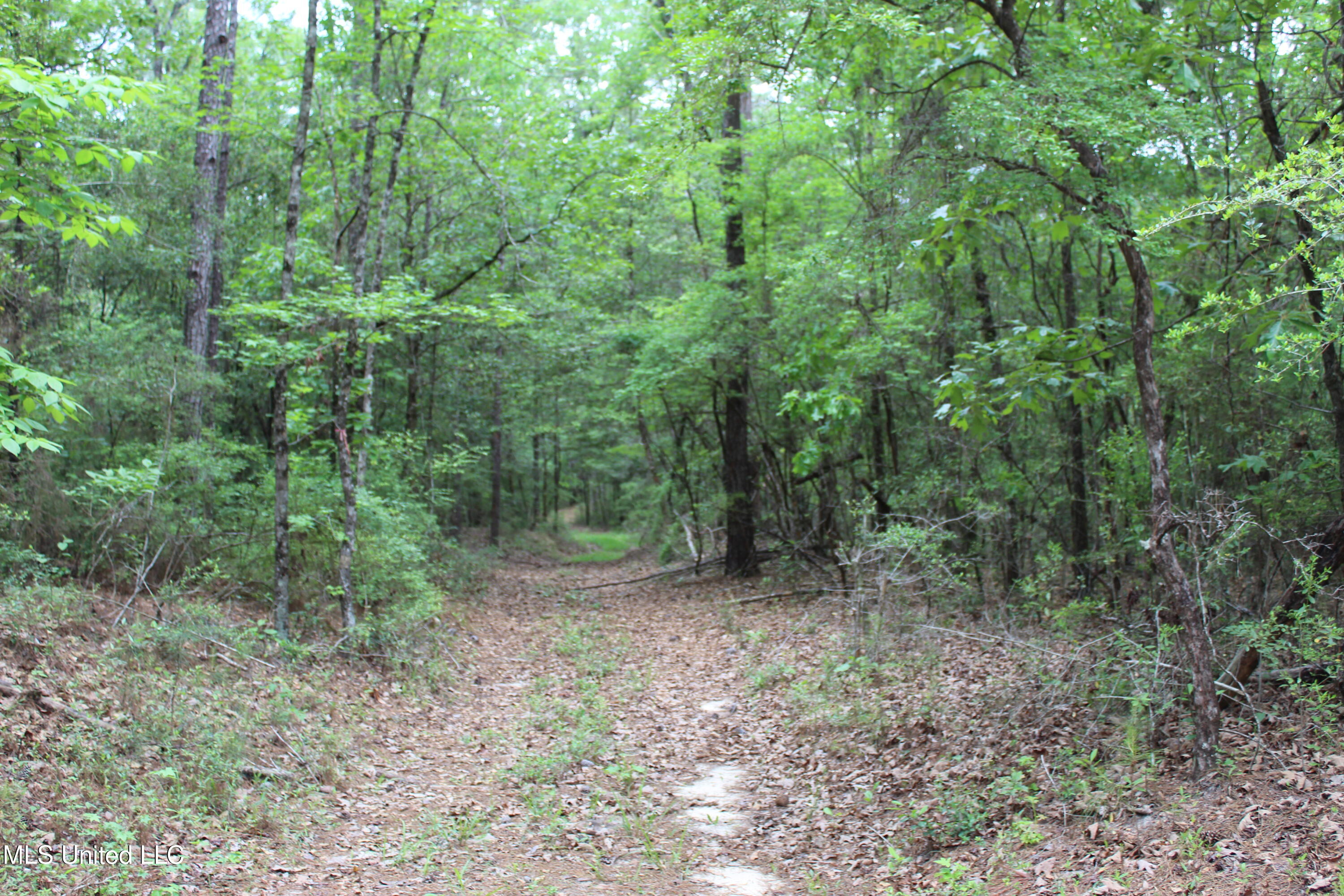 87.6 Acres Rousanville Road, Leakesville, Mississippi image 14