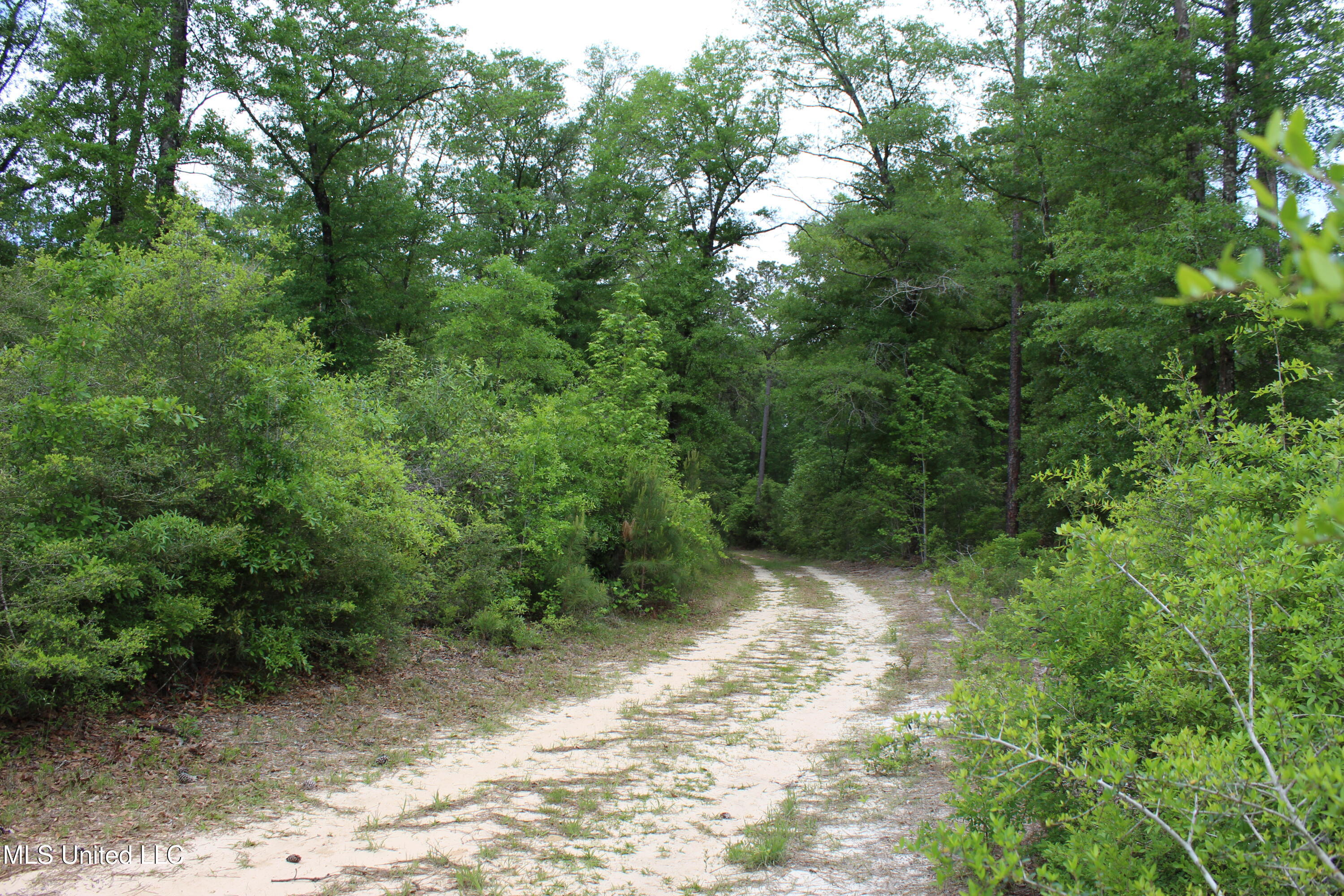 87.6 Acres Rousanville Road, Leakesville, Mississippi image 8