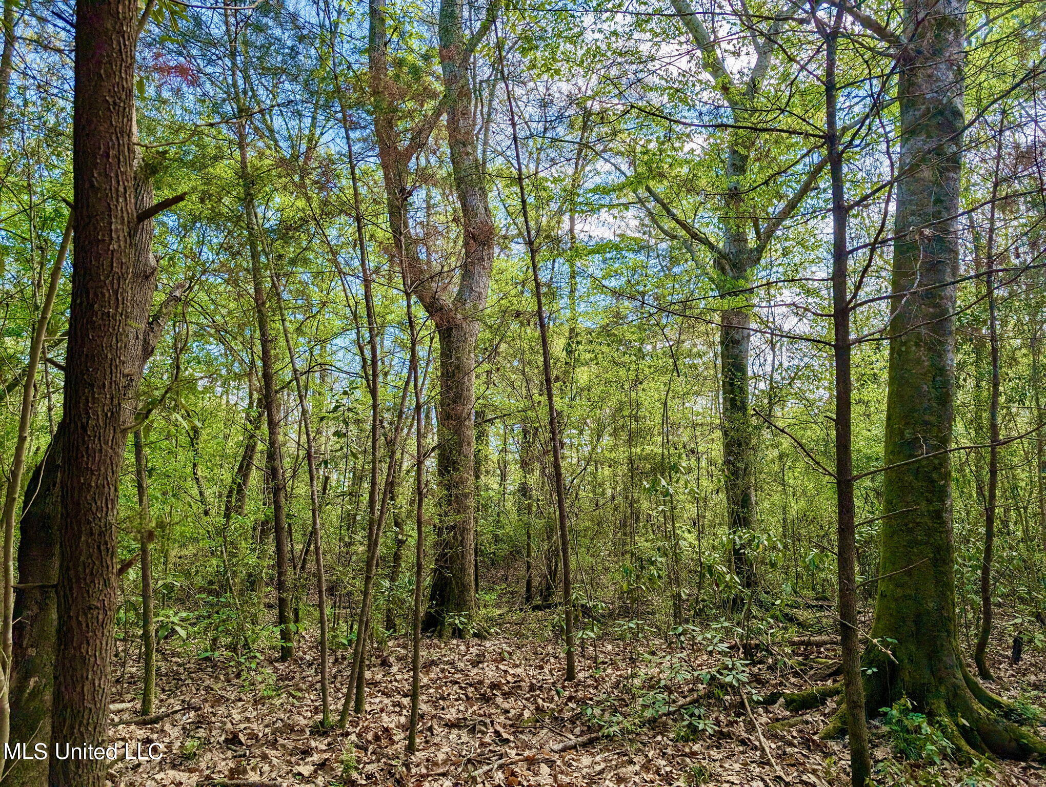 Egg Farm Road, Poplarville, Mississippi image 14