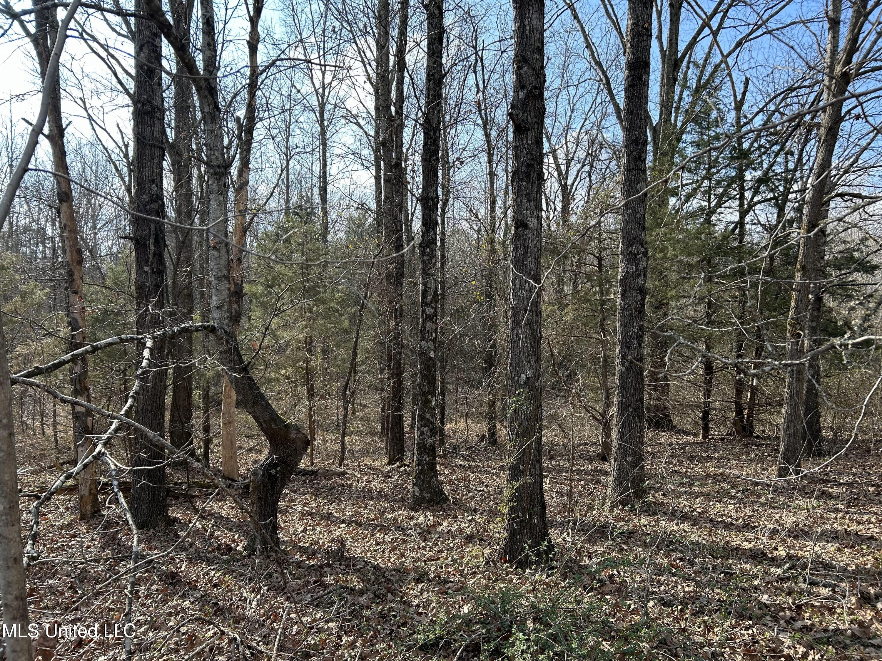 Teasdale Road, Enid, Mississippi image 8