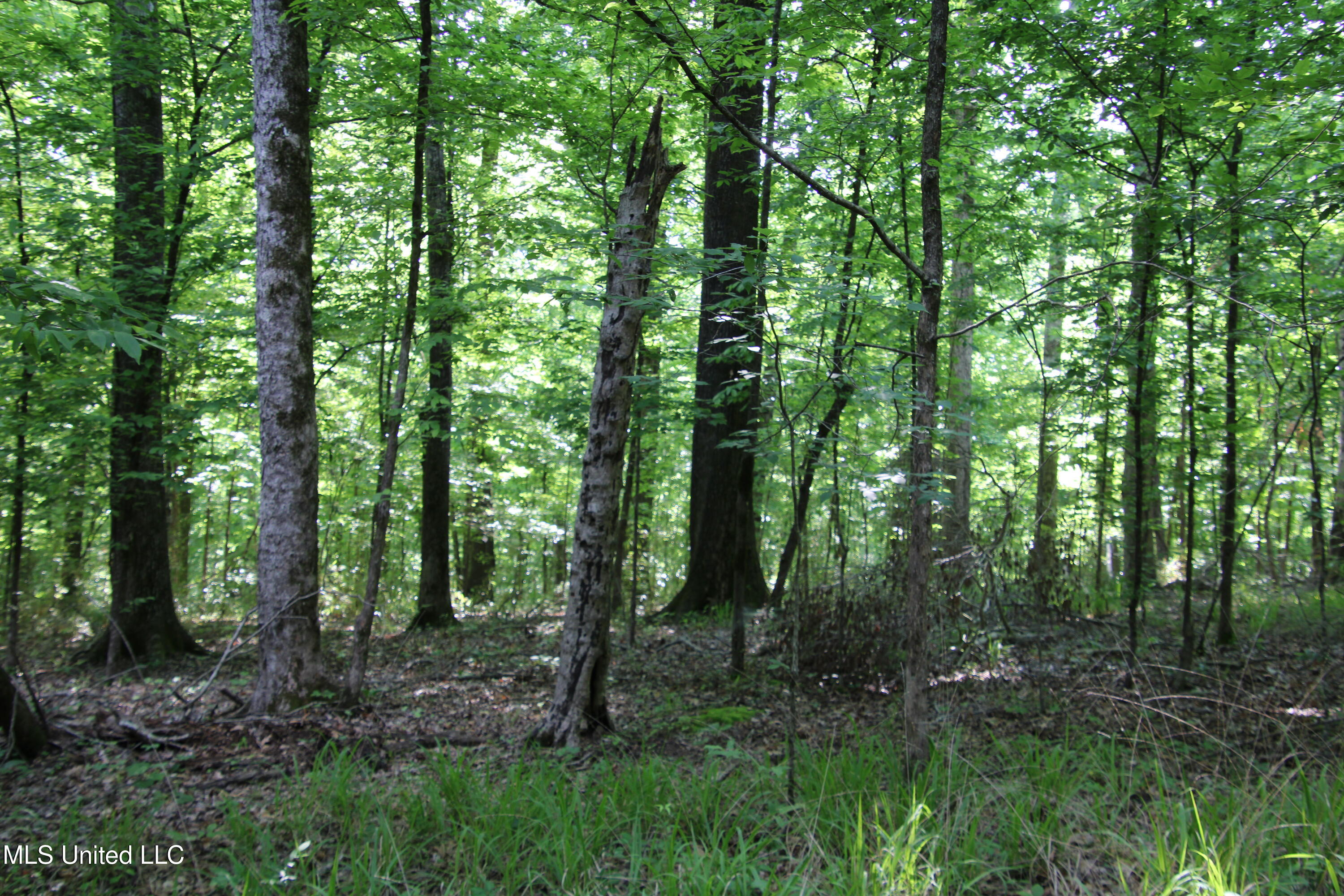 Henderson Rd. Road, Bentonia, Mississippi image 8