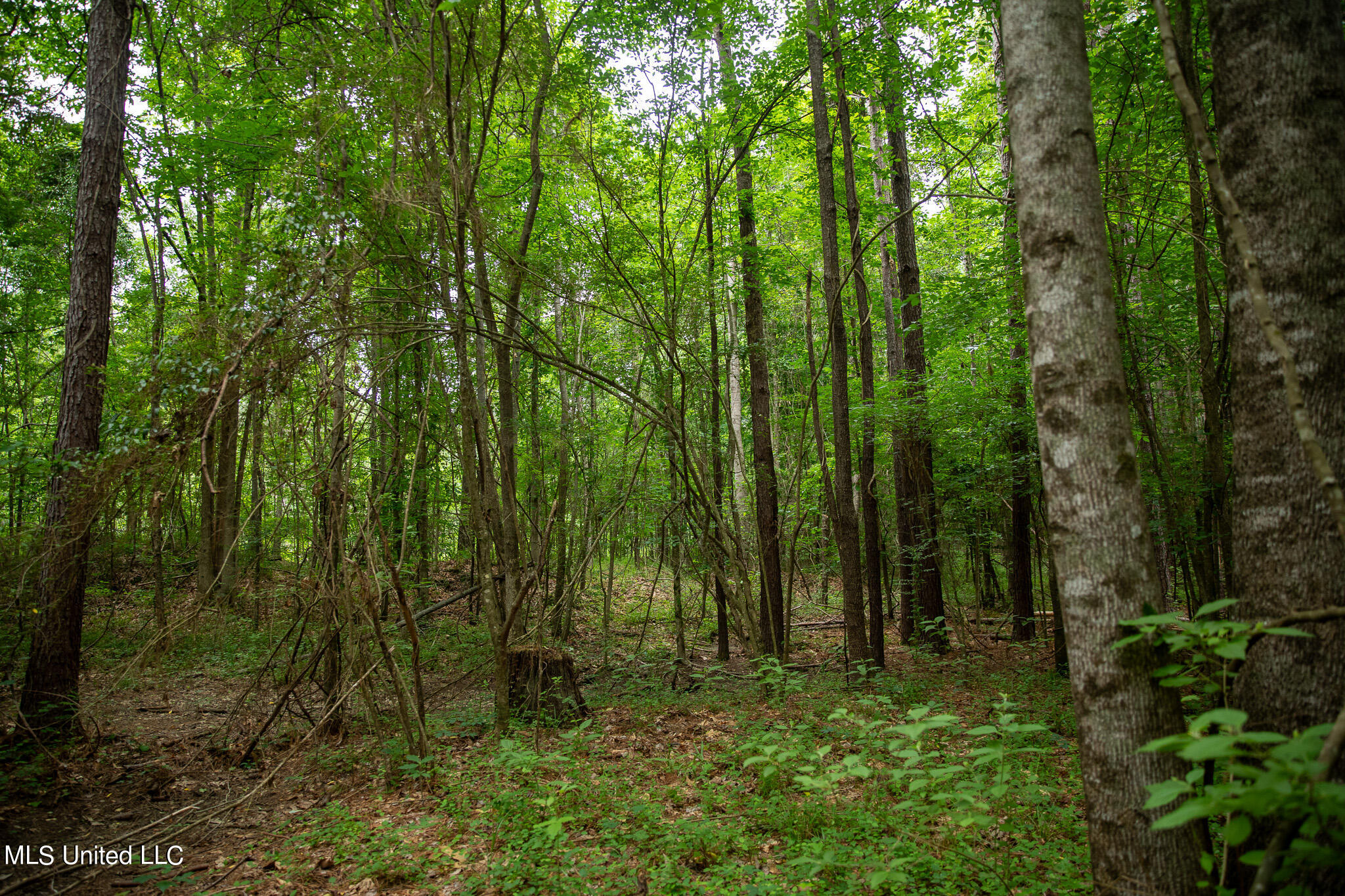 Hwy 18, Puckett, Mississippi image 36