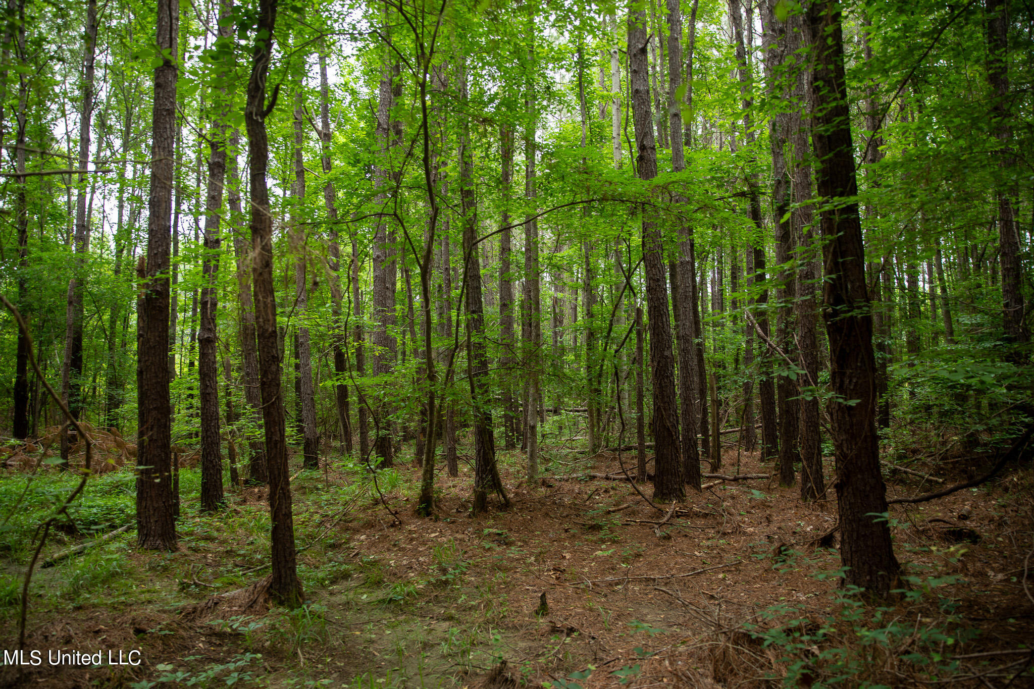 Hwy 18, Puckett, Mississippi image 41