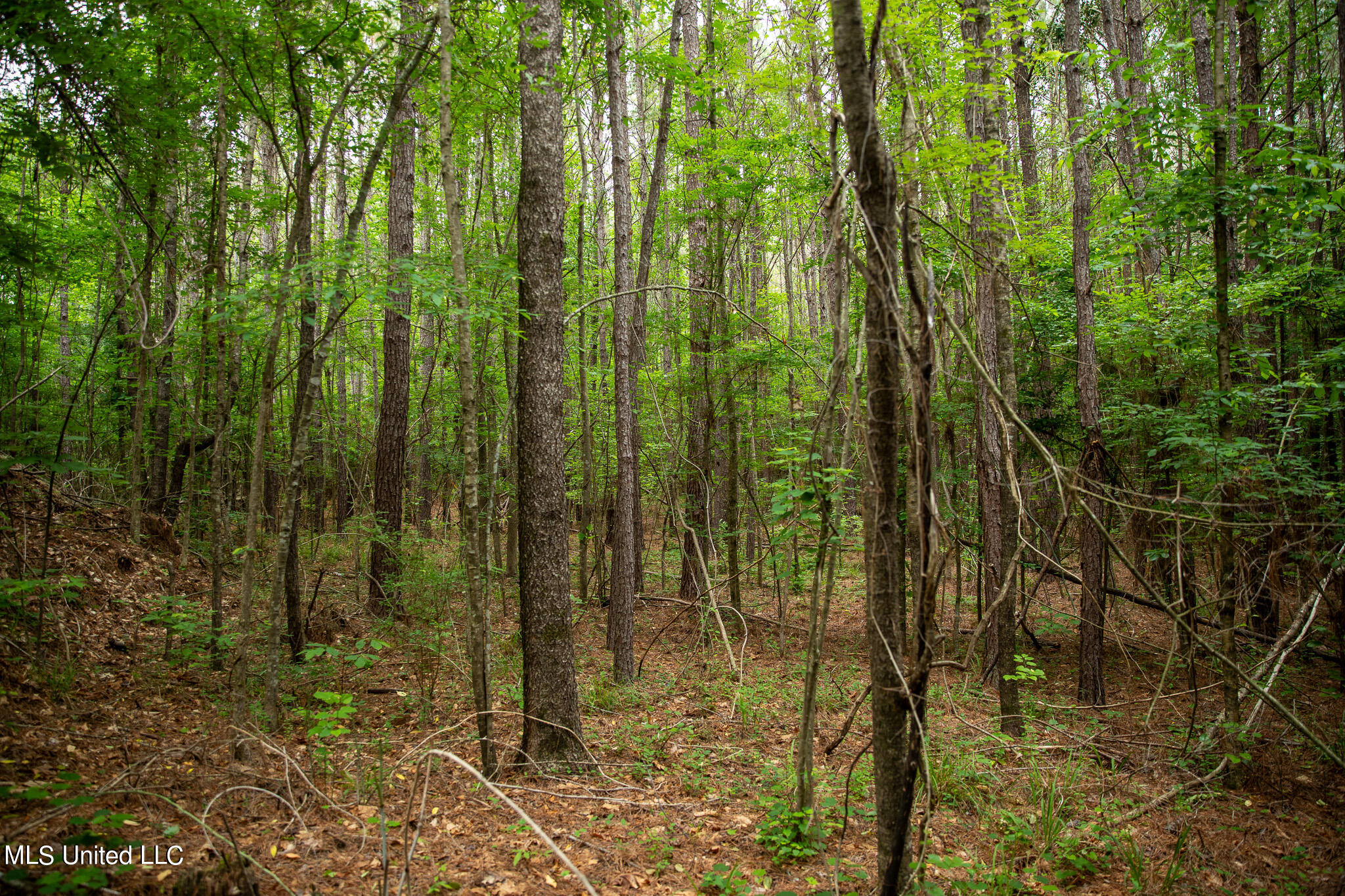 Hwy 18, Puckett, Mississippi image 40