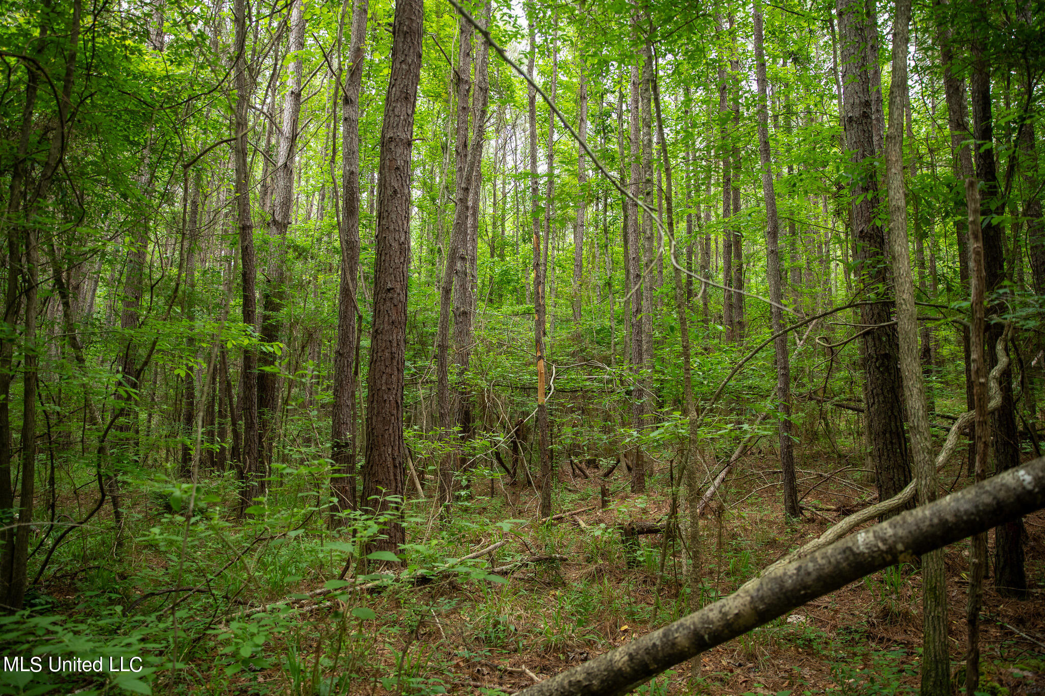 Hwy 18, Puckett, Mississippi image 34