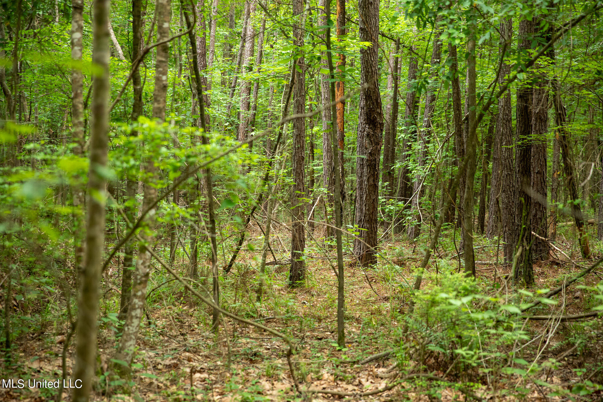 Hwy 18, Puckett, Mississippi image 32