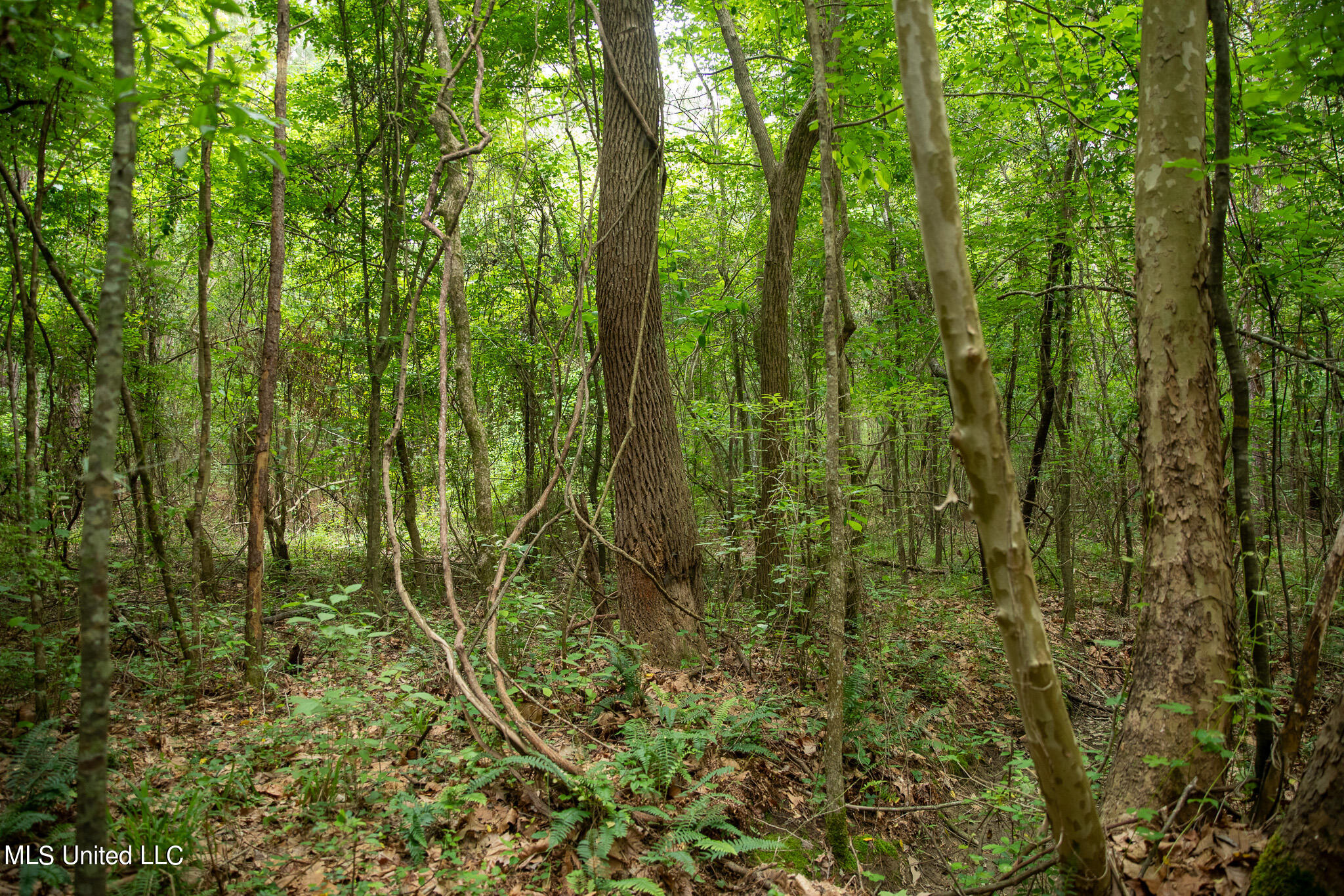 Hwy 18, Puckett, Mississippi image 31