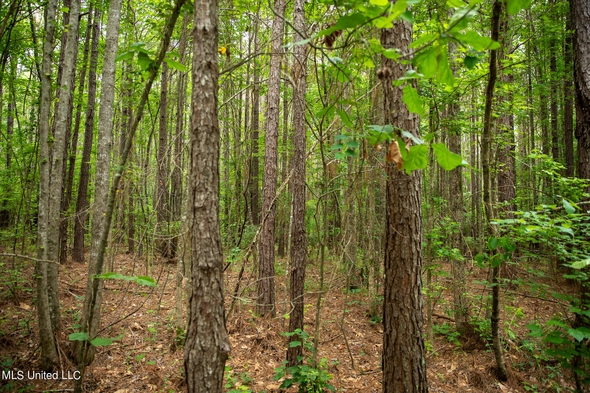 Hwy 18, Puckett, Mississippi image 25