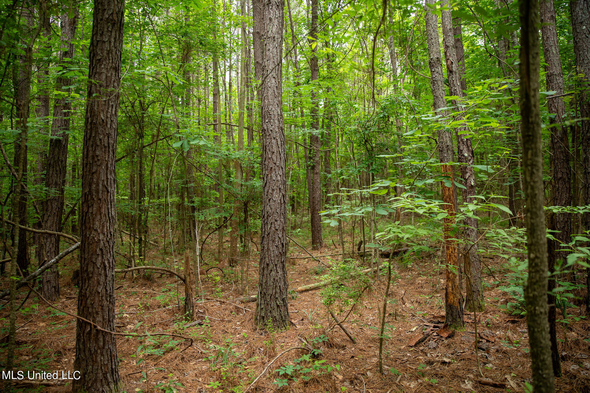 Hwy 18, Puckett, Mississippi image 35