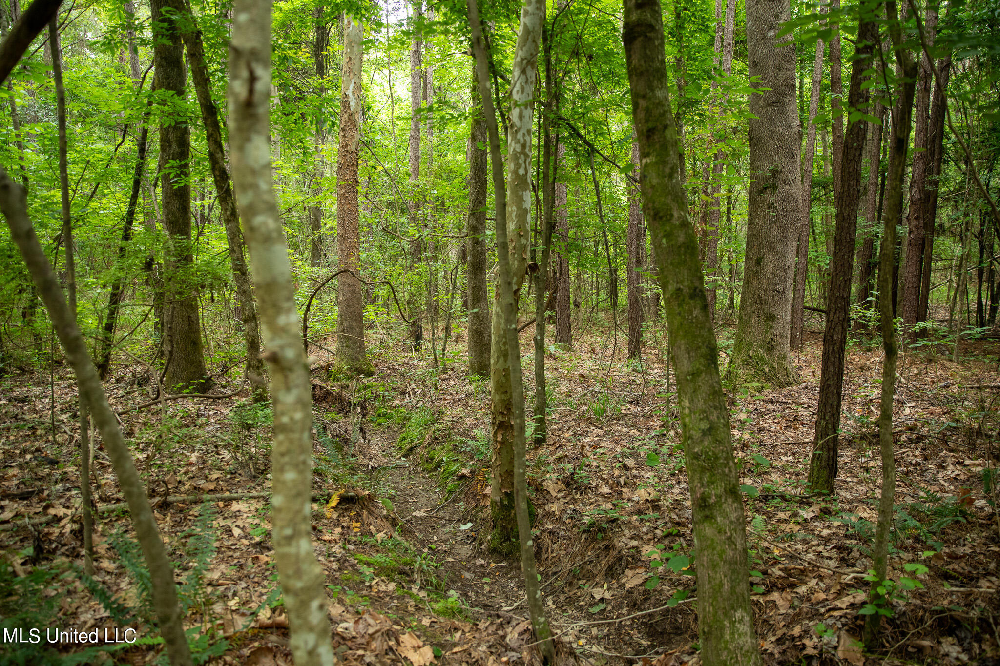 Hwy 18, Puckett, Mississippi image 30