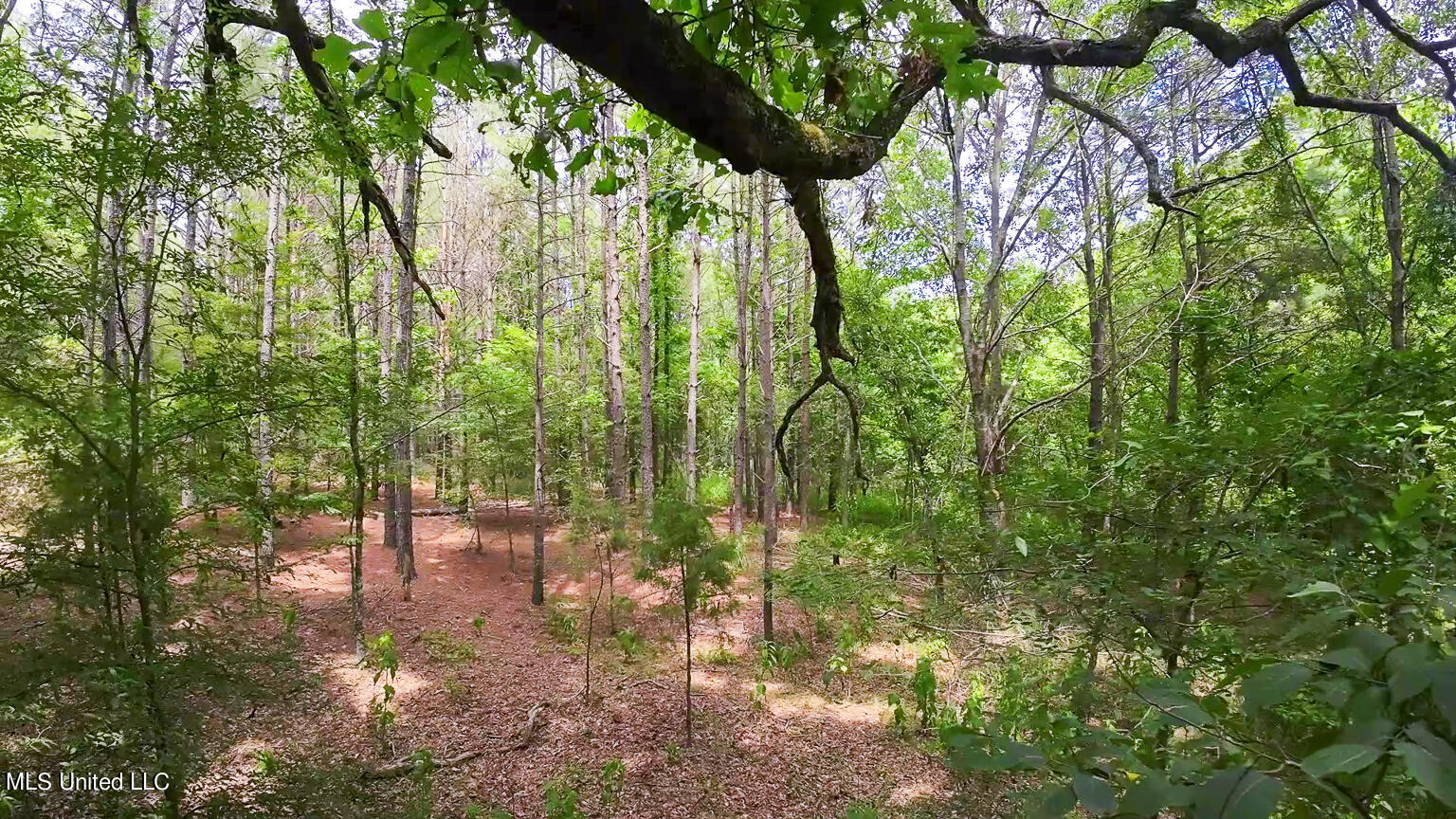 Scallions Road, Cascilla, Mississippi image 1