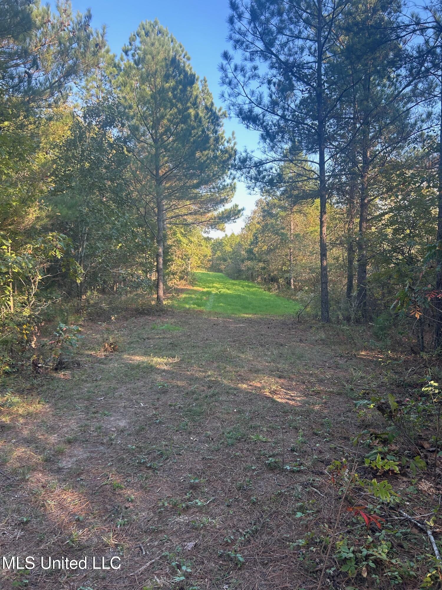 201 Holt, Potts Camp, Mississippi image 15