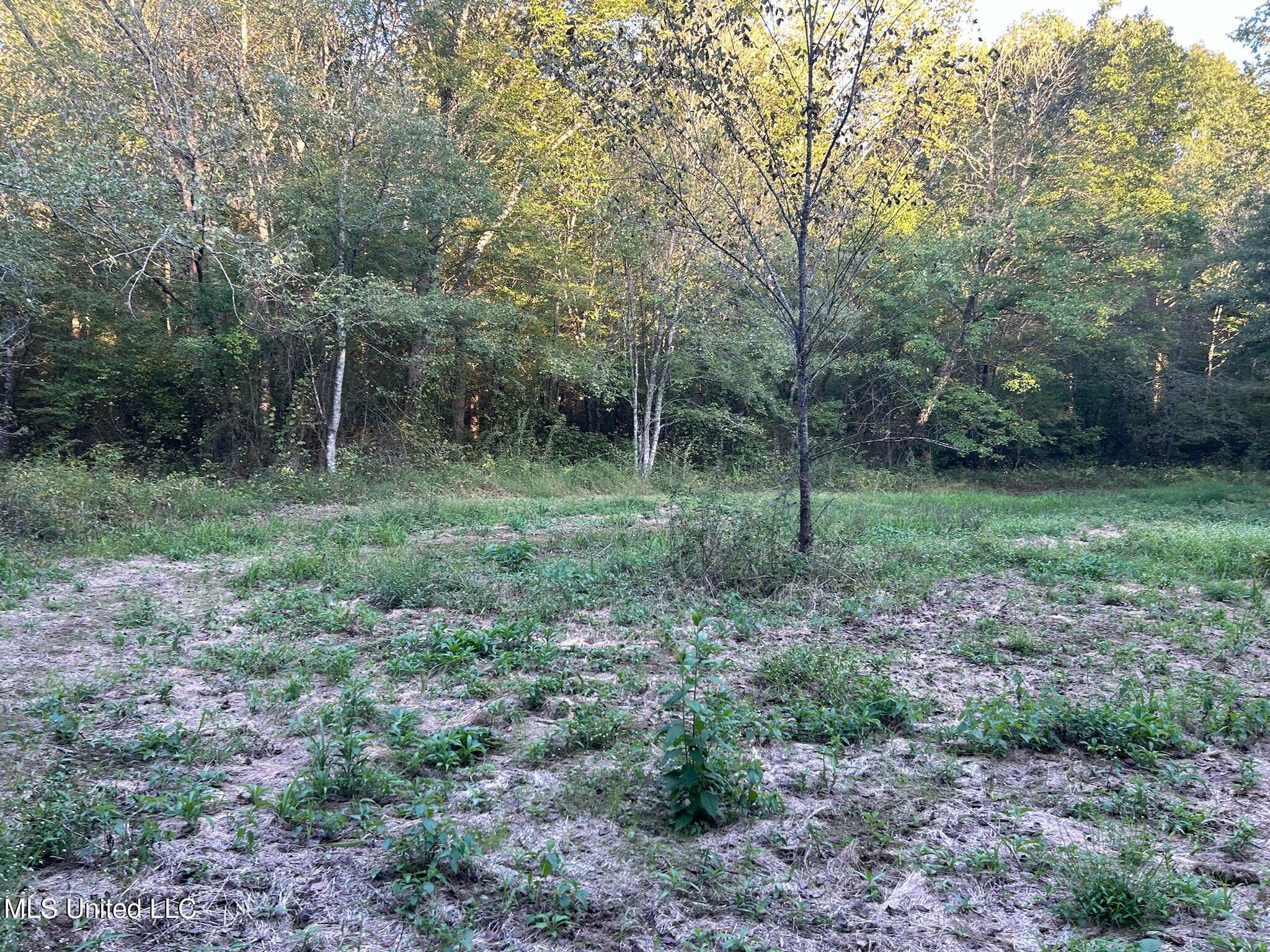 201 Holt, Potts Camp, Mississippi image 41