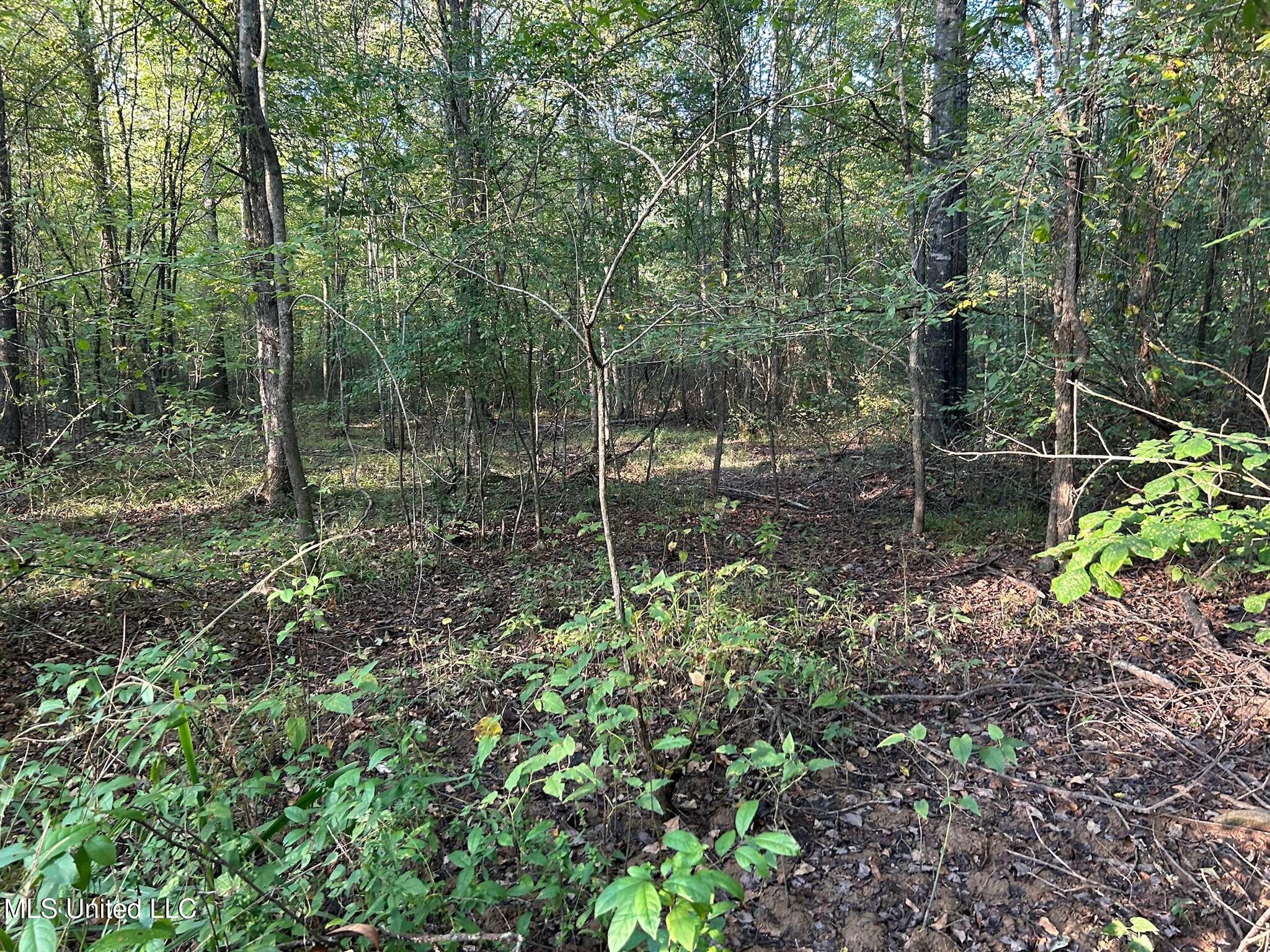 201 Holt, Potts Camp, Mississippi image 36