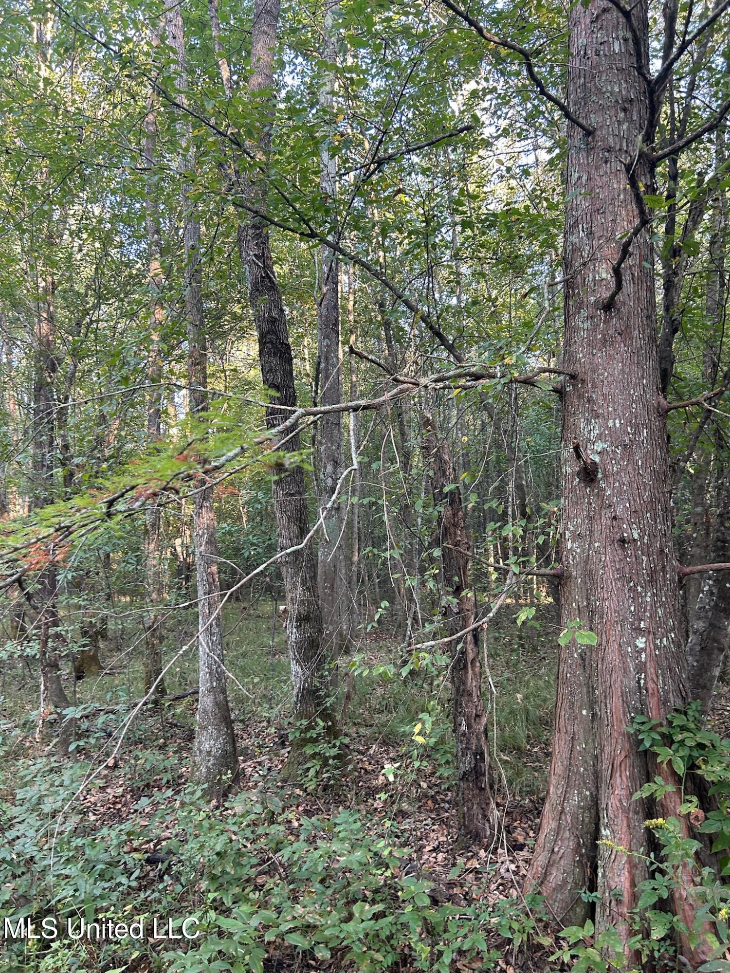 201 Holt, Potts Camp, Mississippi image 42