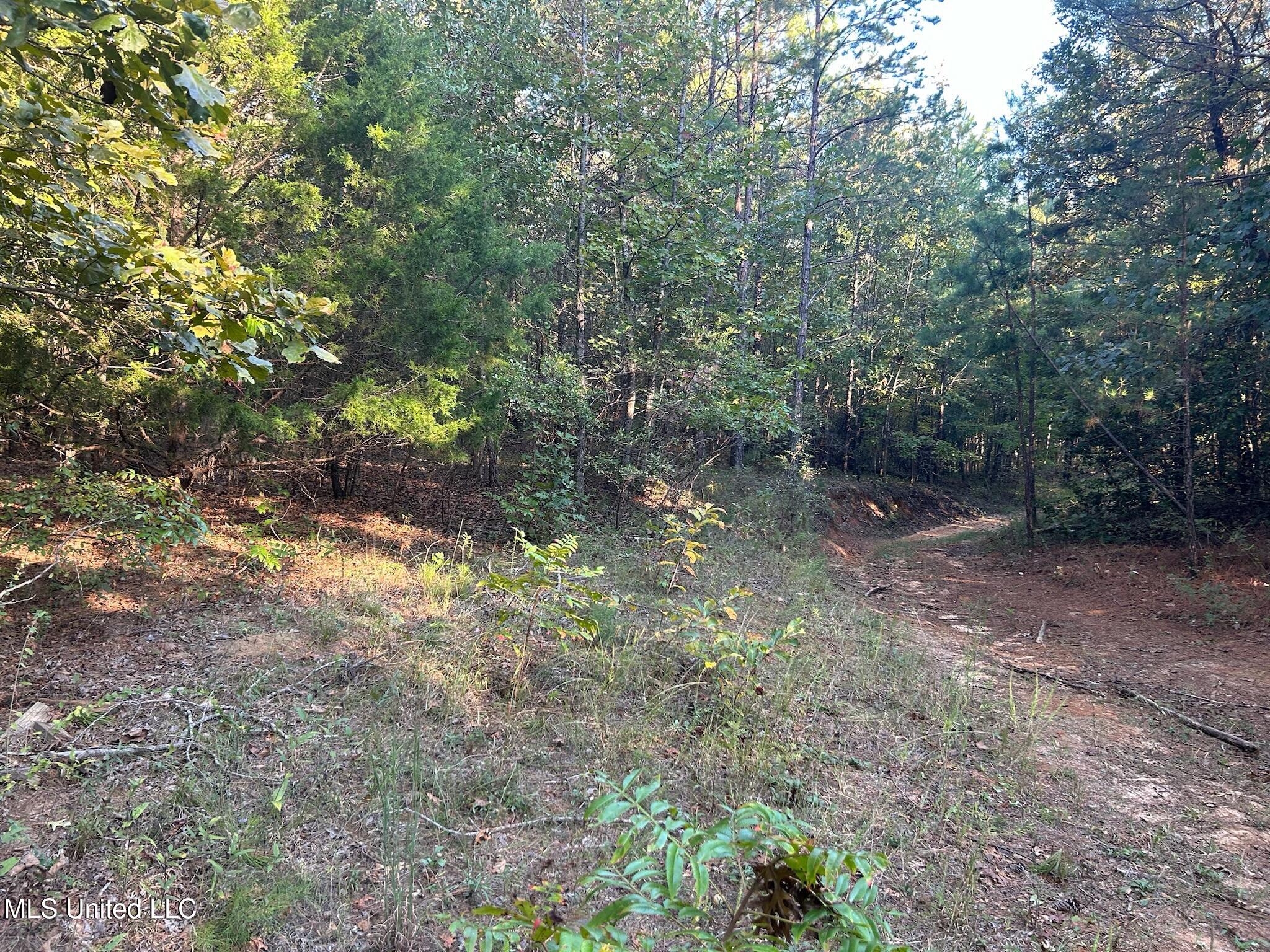 201 Holt, Potts Camp, Mississippi image 30