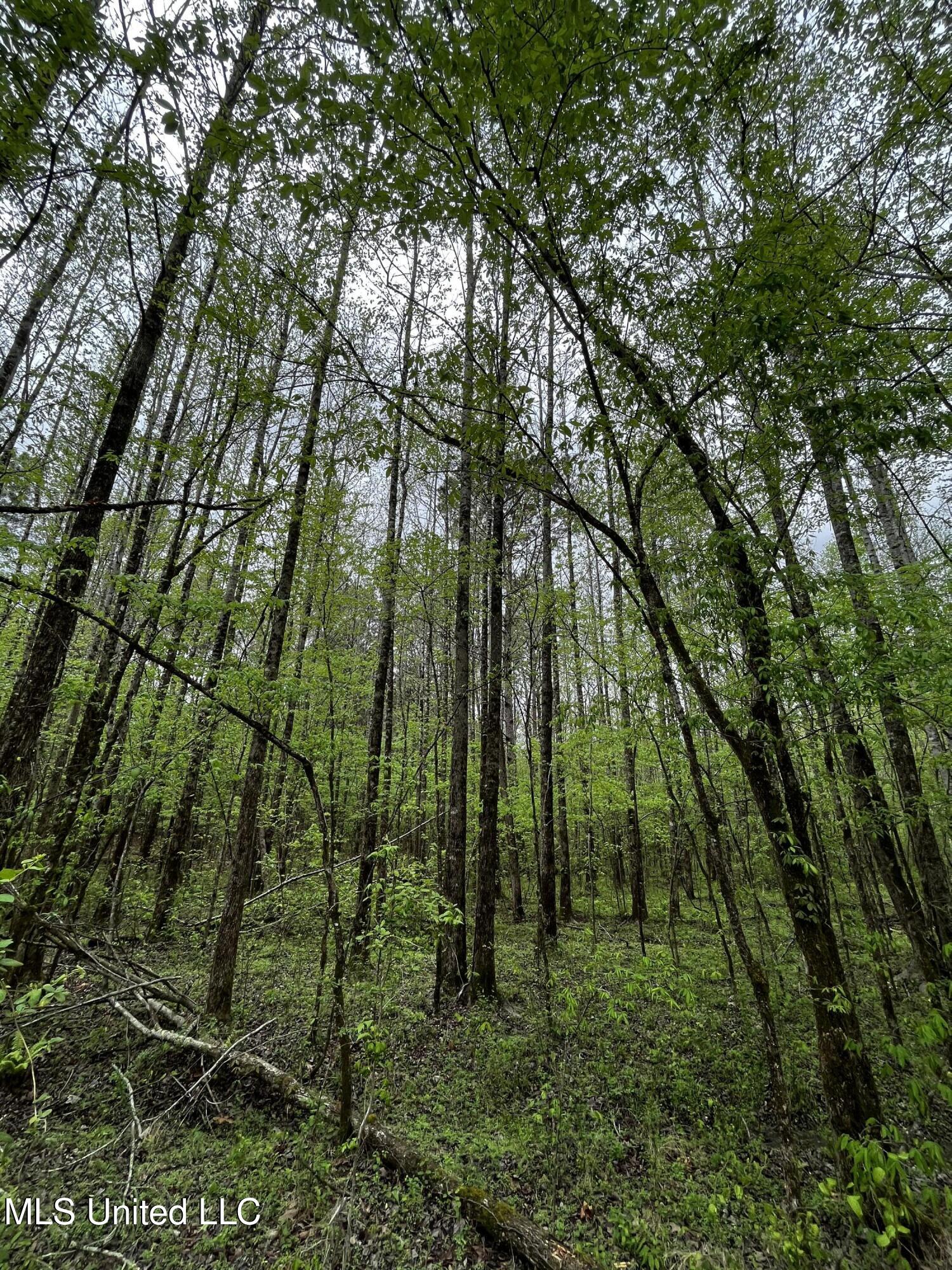 990 Conley, Grenada, Mississippi image 6