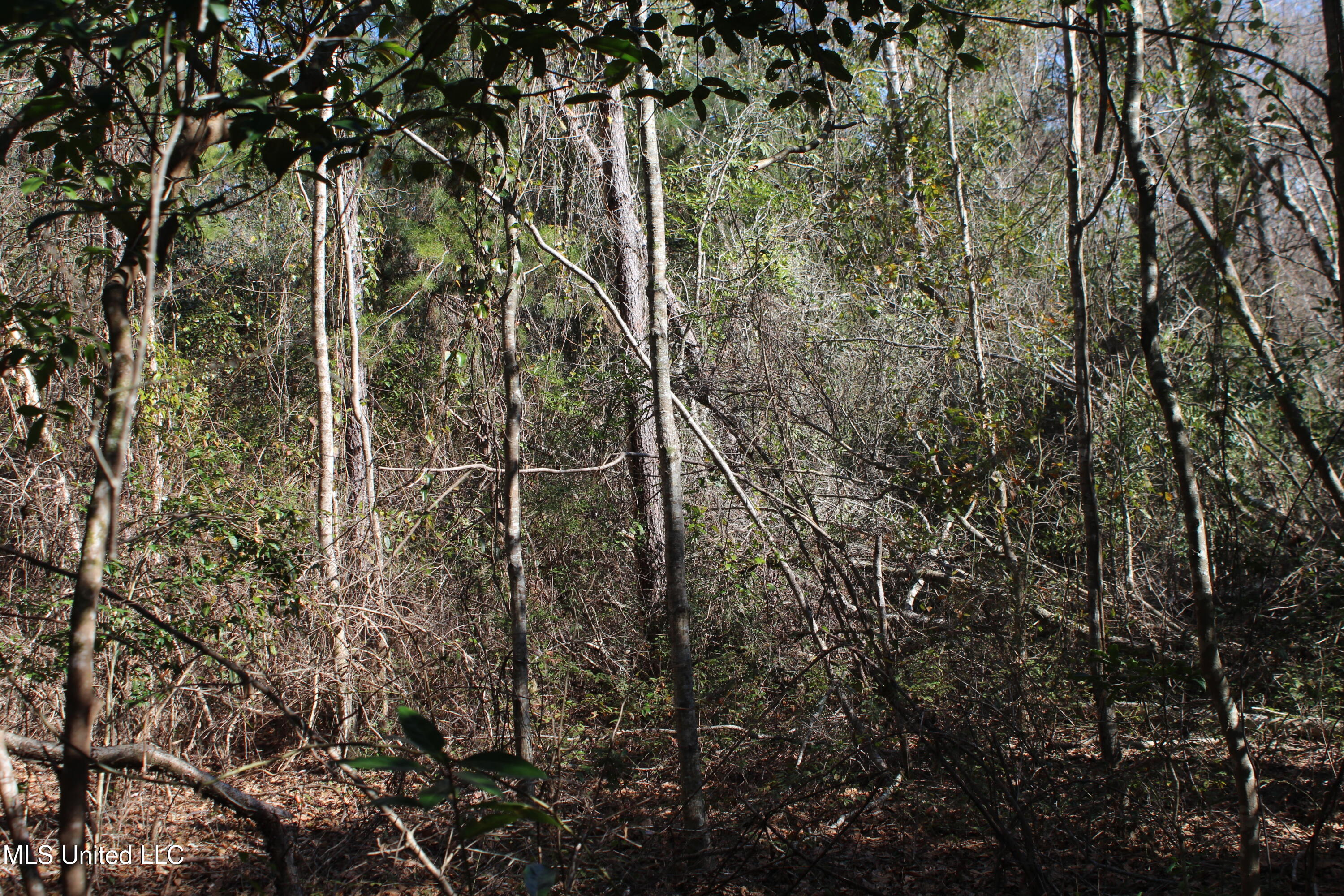 Red Creek Road, Lucedale, Mississippi image 18