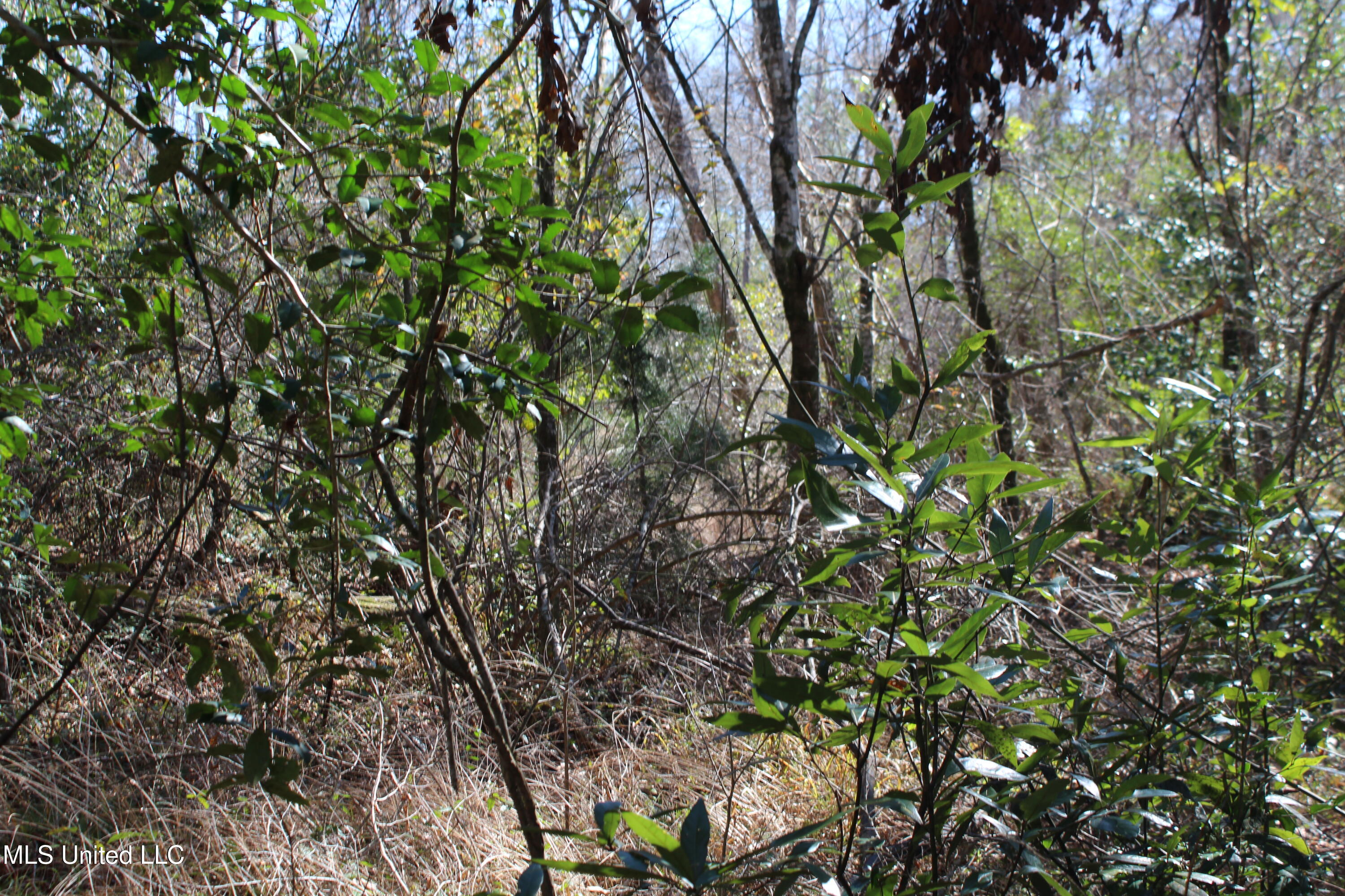 Red Creek Road, Lucedale, Mississippi image 17