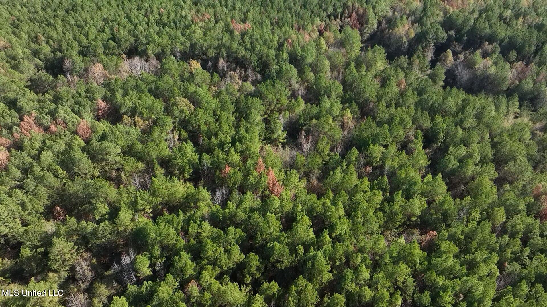 0002 Trickhambridge Road, Brandon, Mississippi image 6