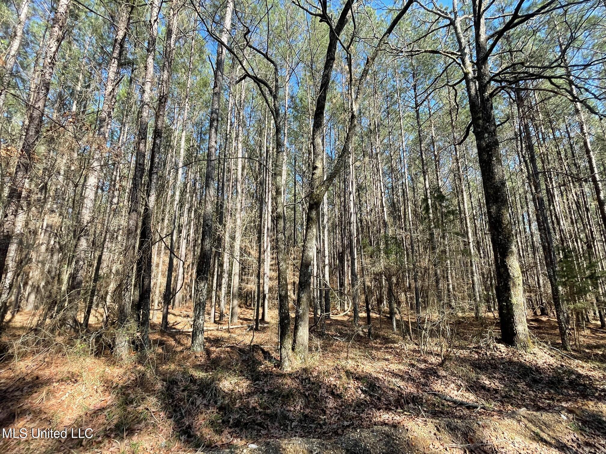 00 Sun Road, Raleigh, Mississippi image 4