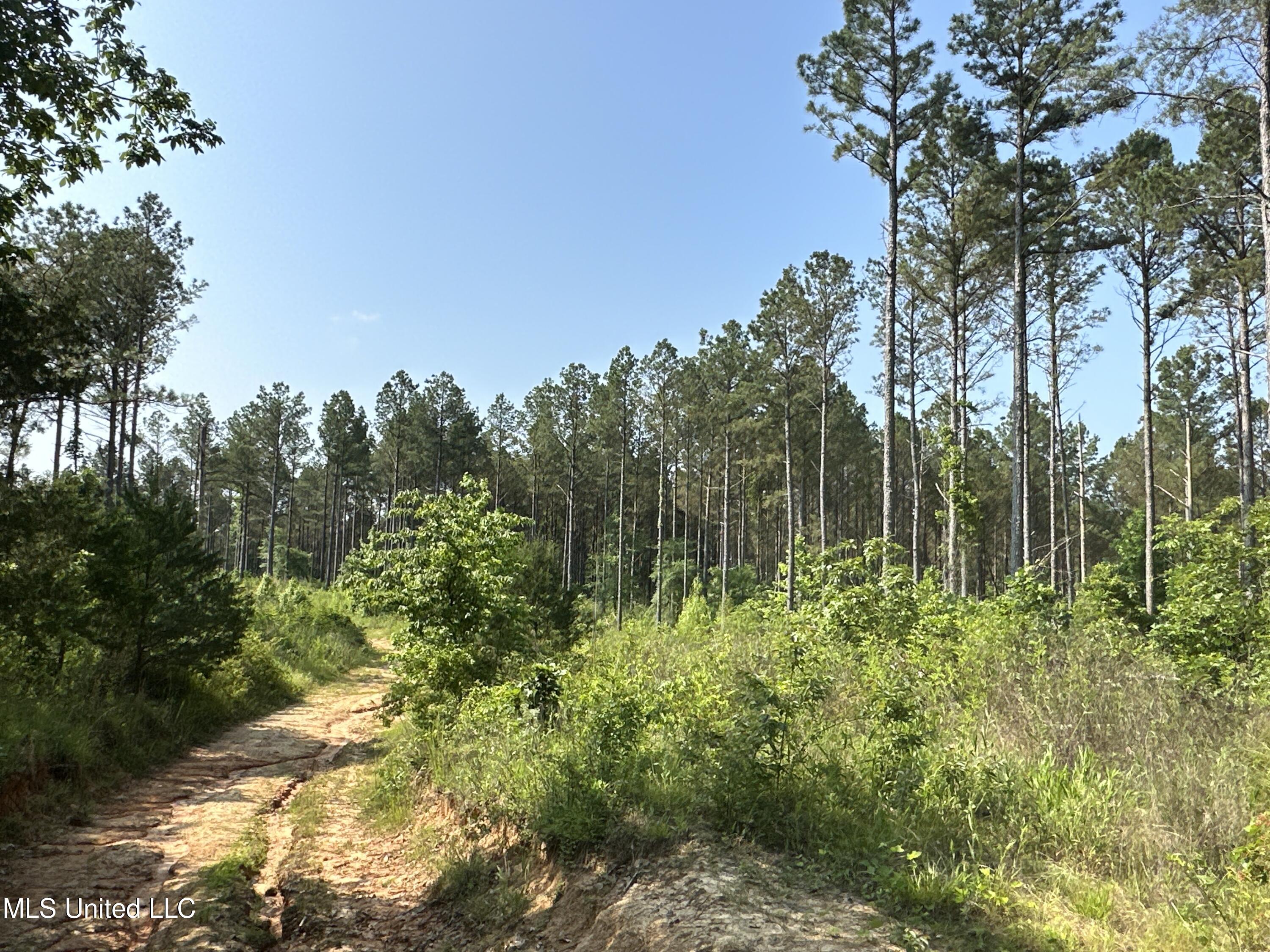 County Rd 323, Taylor, Mississippi image 24