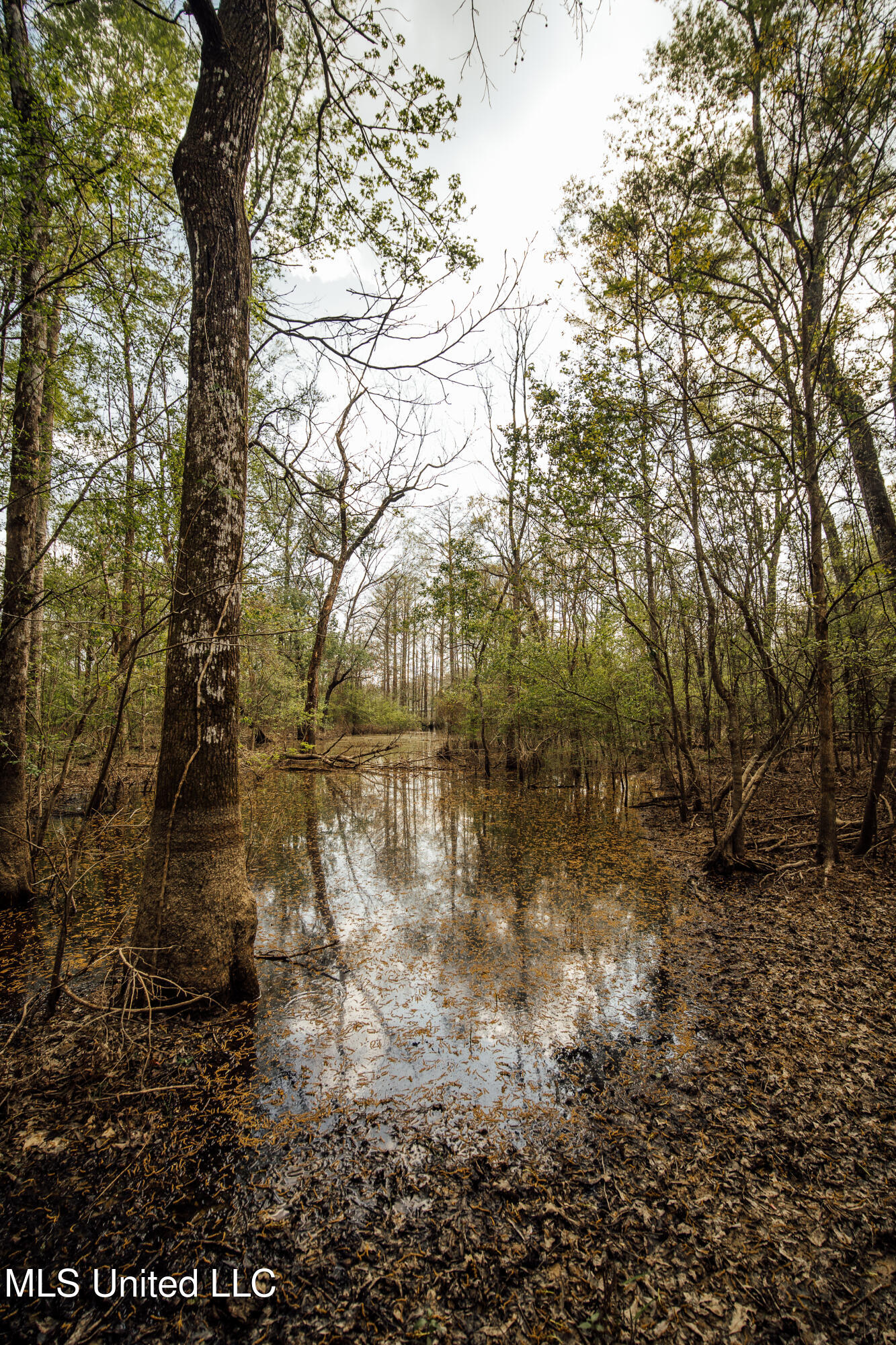 168 Adams Werner Road Road, Poplarville, Mississippi image 50
