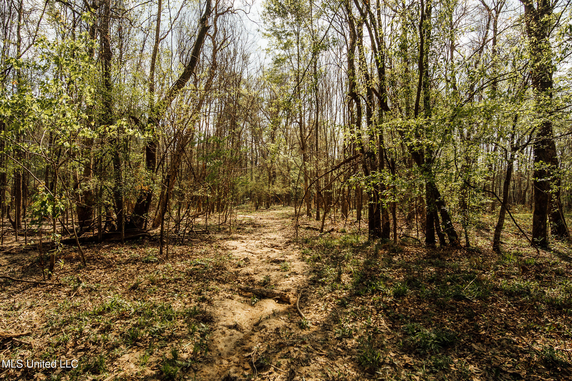 168 Adams Werner Road Road, Poplarville, Mississippi image 37