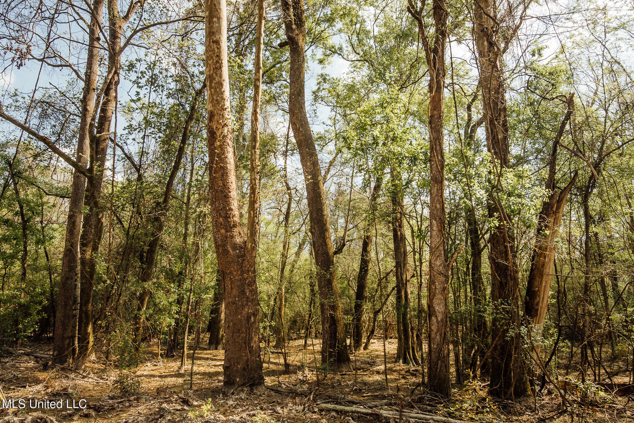 168 Adams Werner Road Road, Poplarville, Mississippi image 41