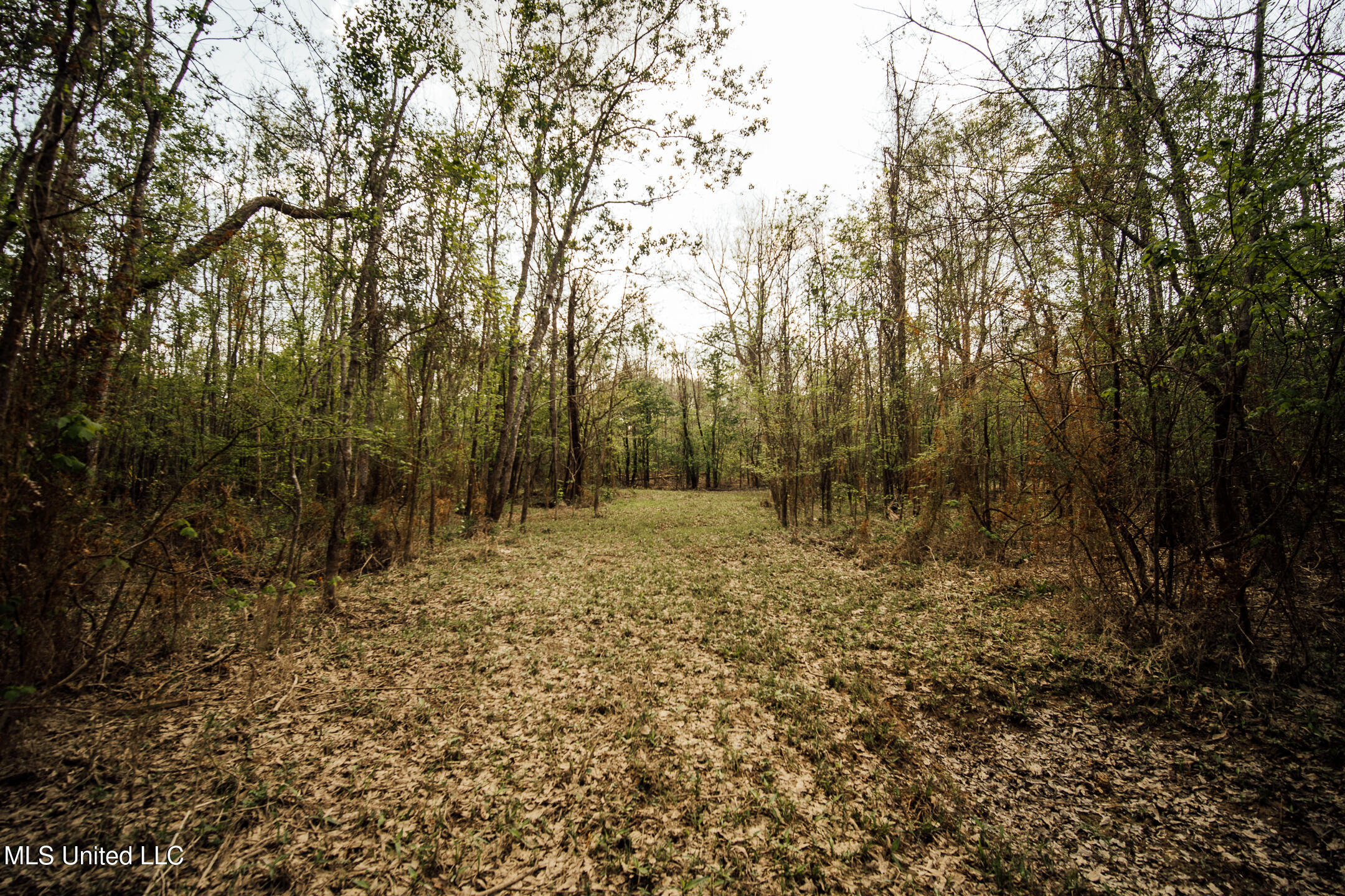 168 Adams Werner Road Road, Poplarville, Mississippi image 48