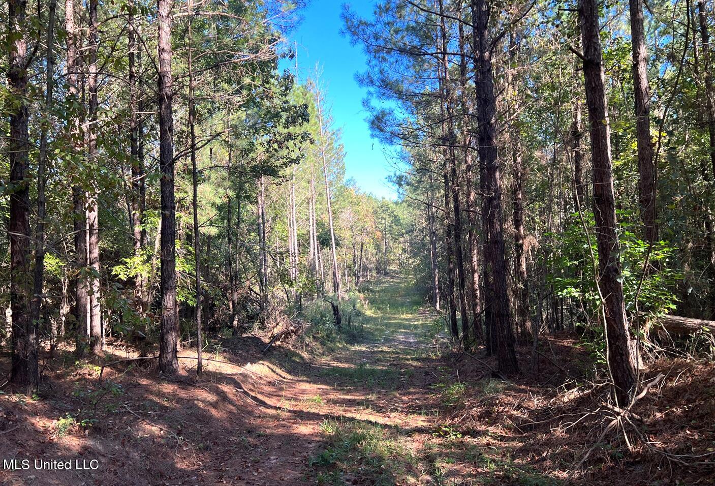 Bolen Long Creek Rd Road, Meridian, Mississippi image 8