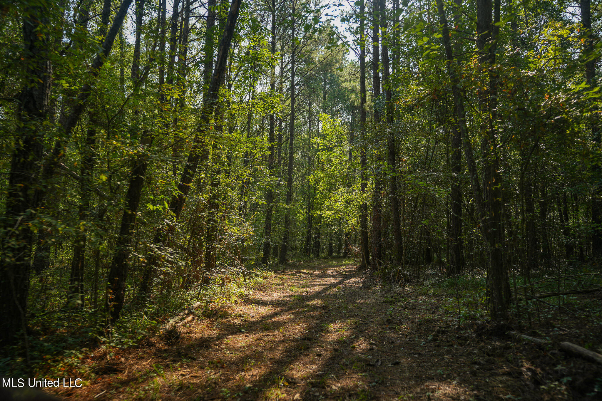 Highway 80, Forest, Mississippi image 37