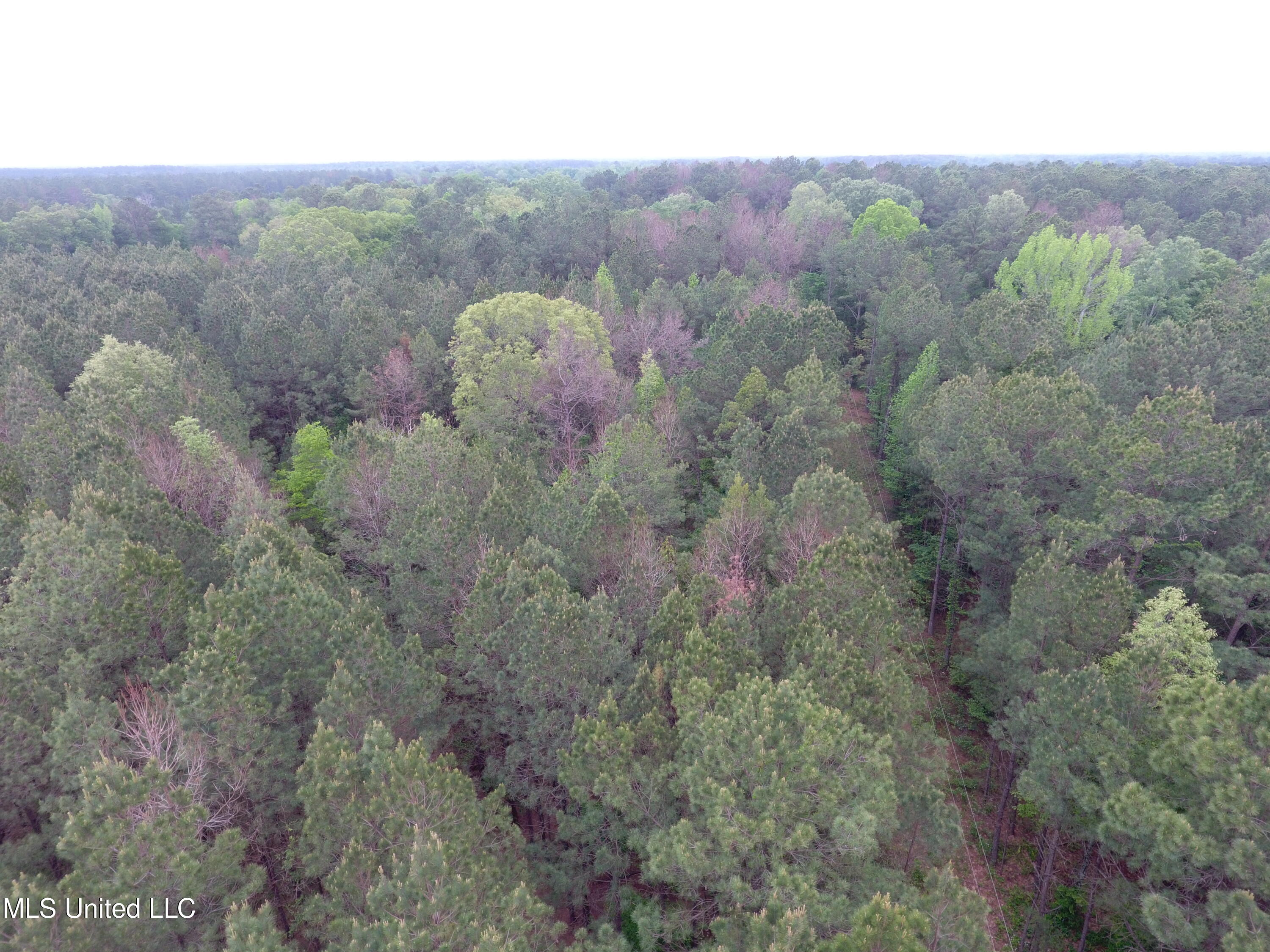 Lone Pine Church Road, Lena, Mississippi image 19