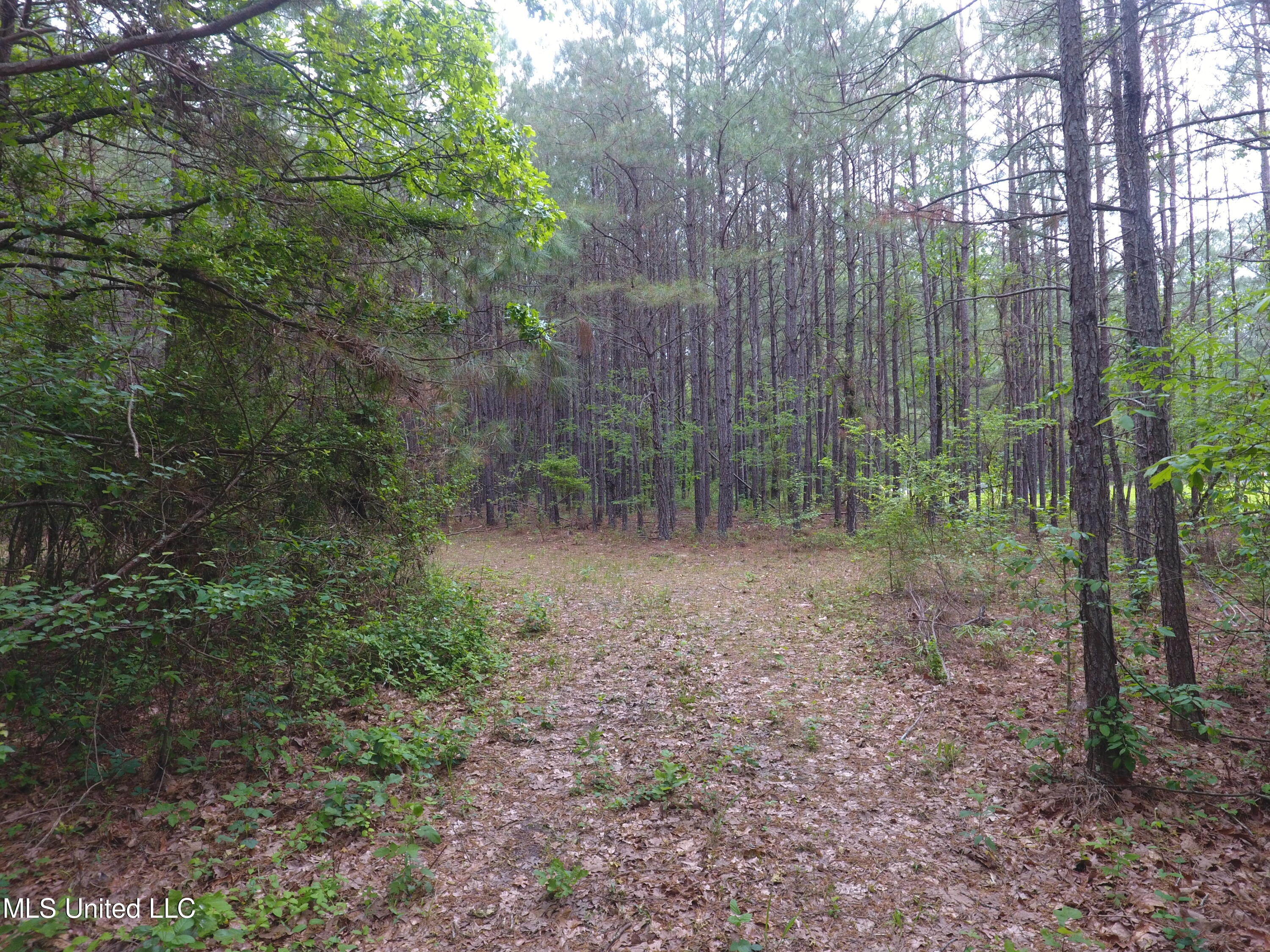 Lone Pine Church Road, Lena, Mississippi image 8