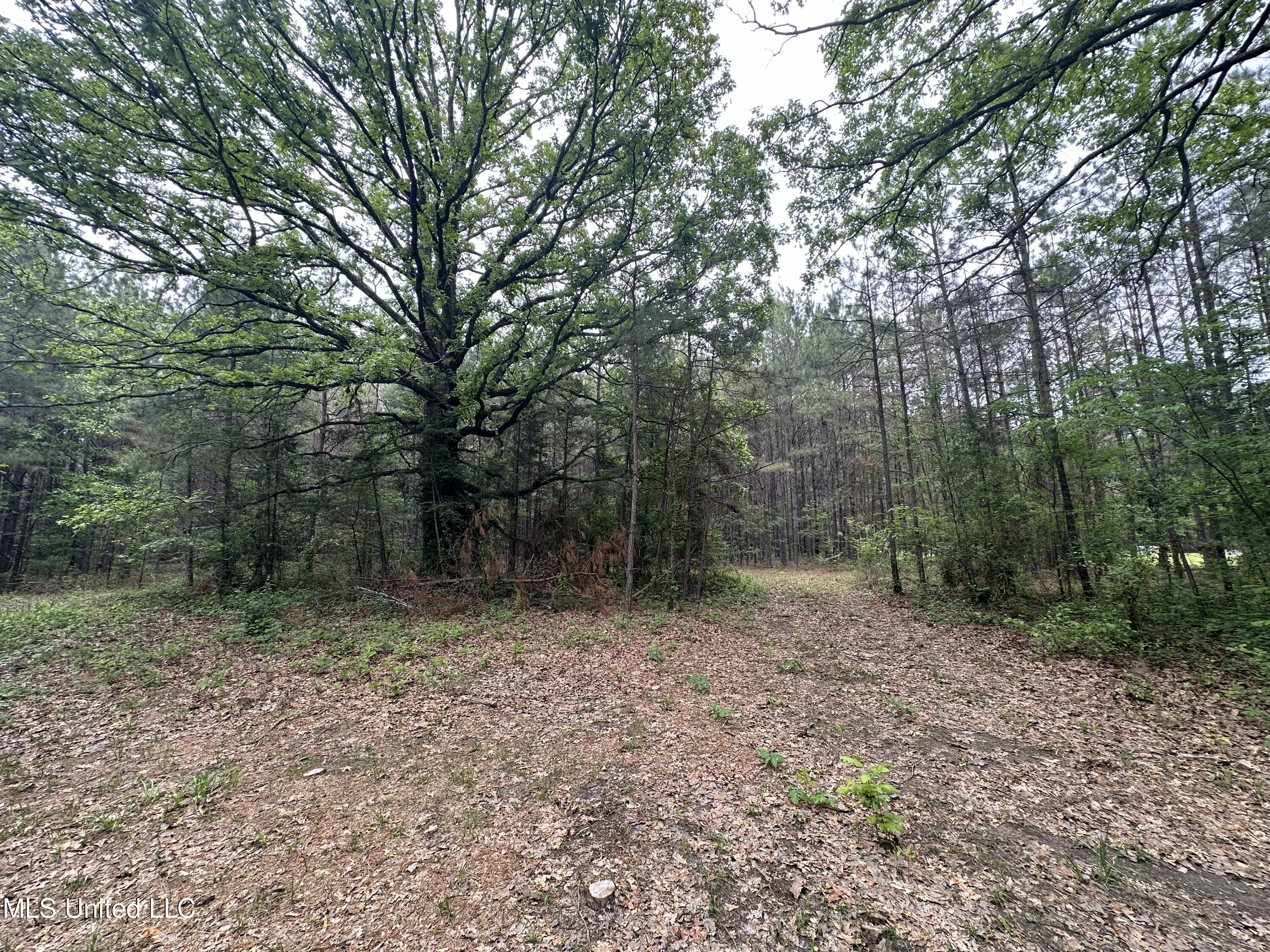 Lone Pine Church Road, Lena, Mississippi image 9