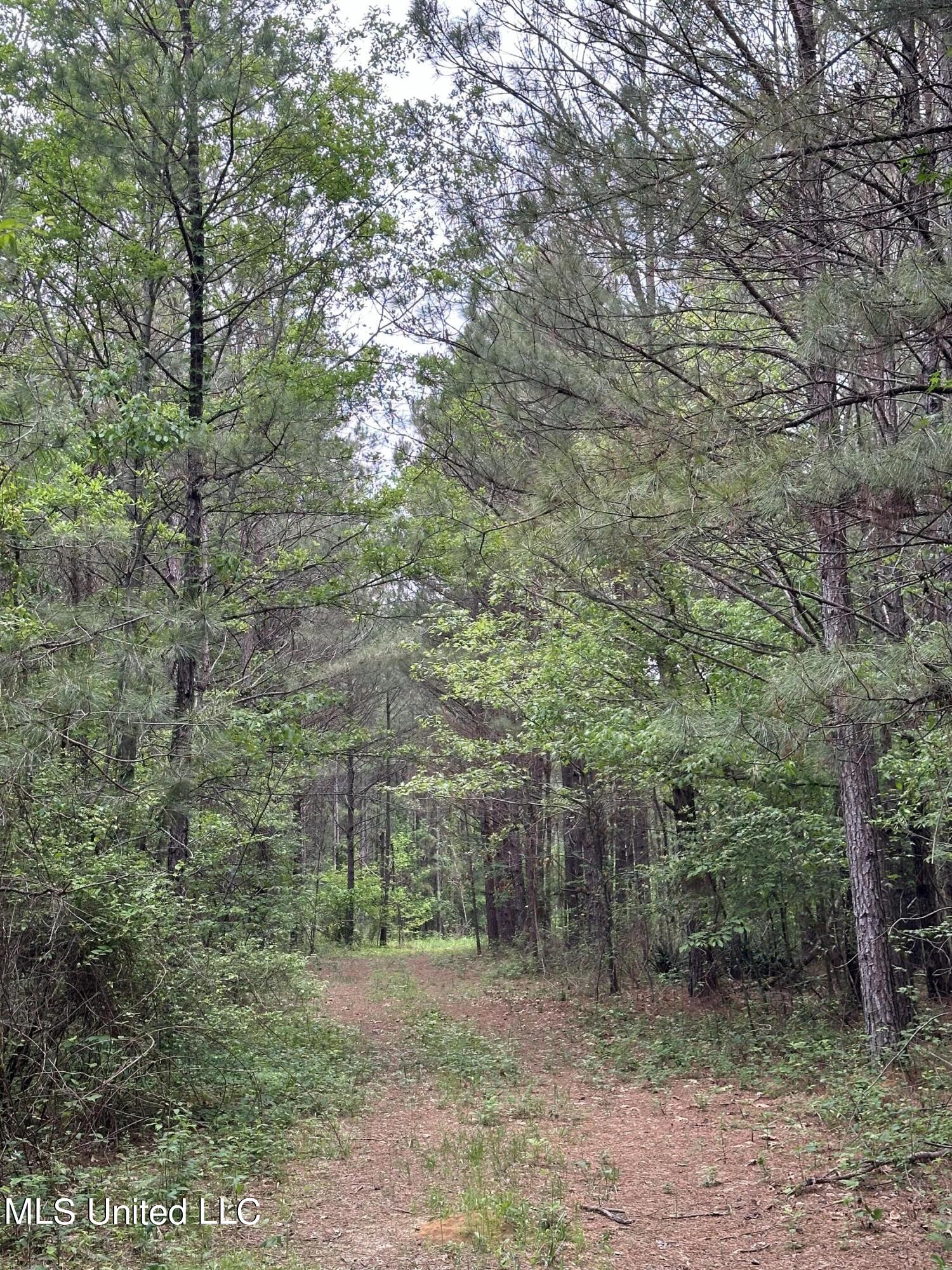 Lone Pine Church Road, Lena, Mississippi image 2