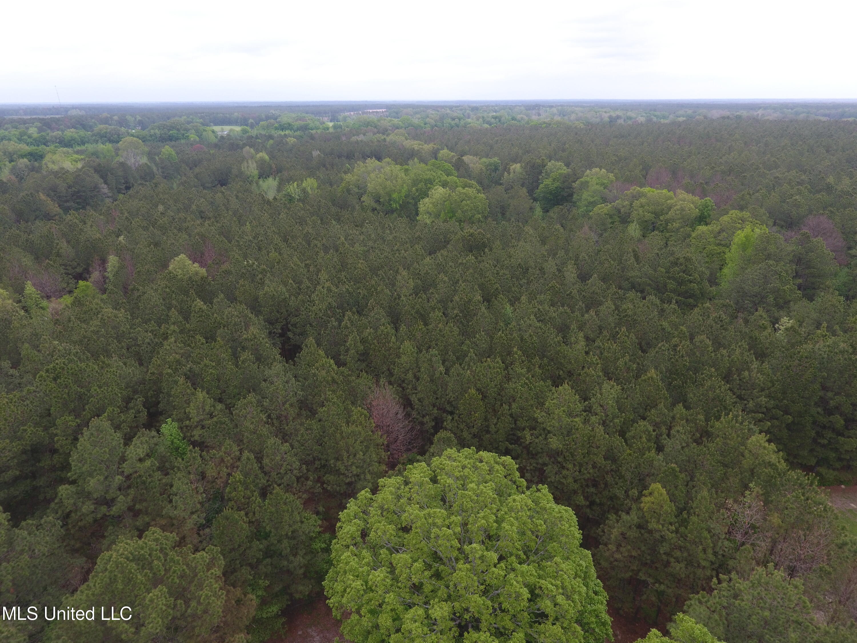 Lone Pine Church Road, Lena, Mississippi image 11