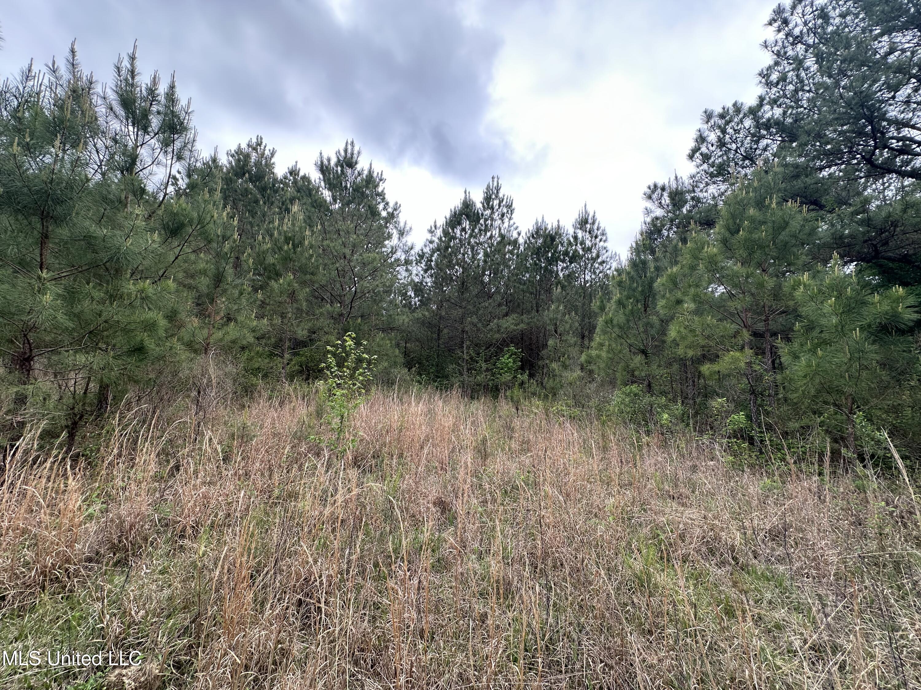 Lone Pine Church Road, Lena, Mississippi image 6