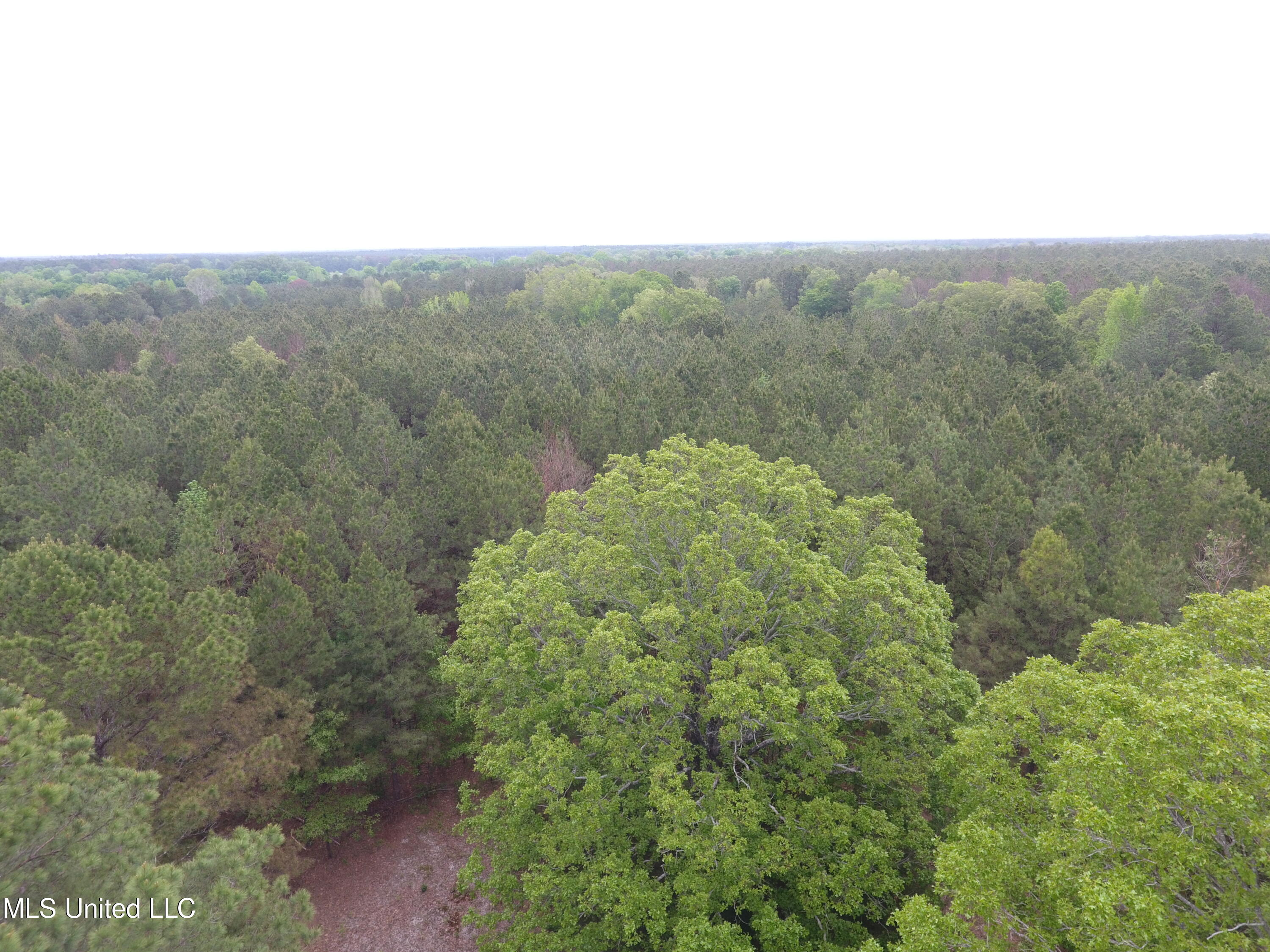 Lone Pine Church Road, Lena, Mississippi image 10