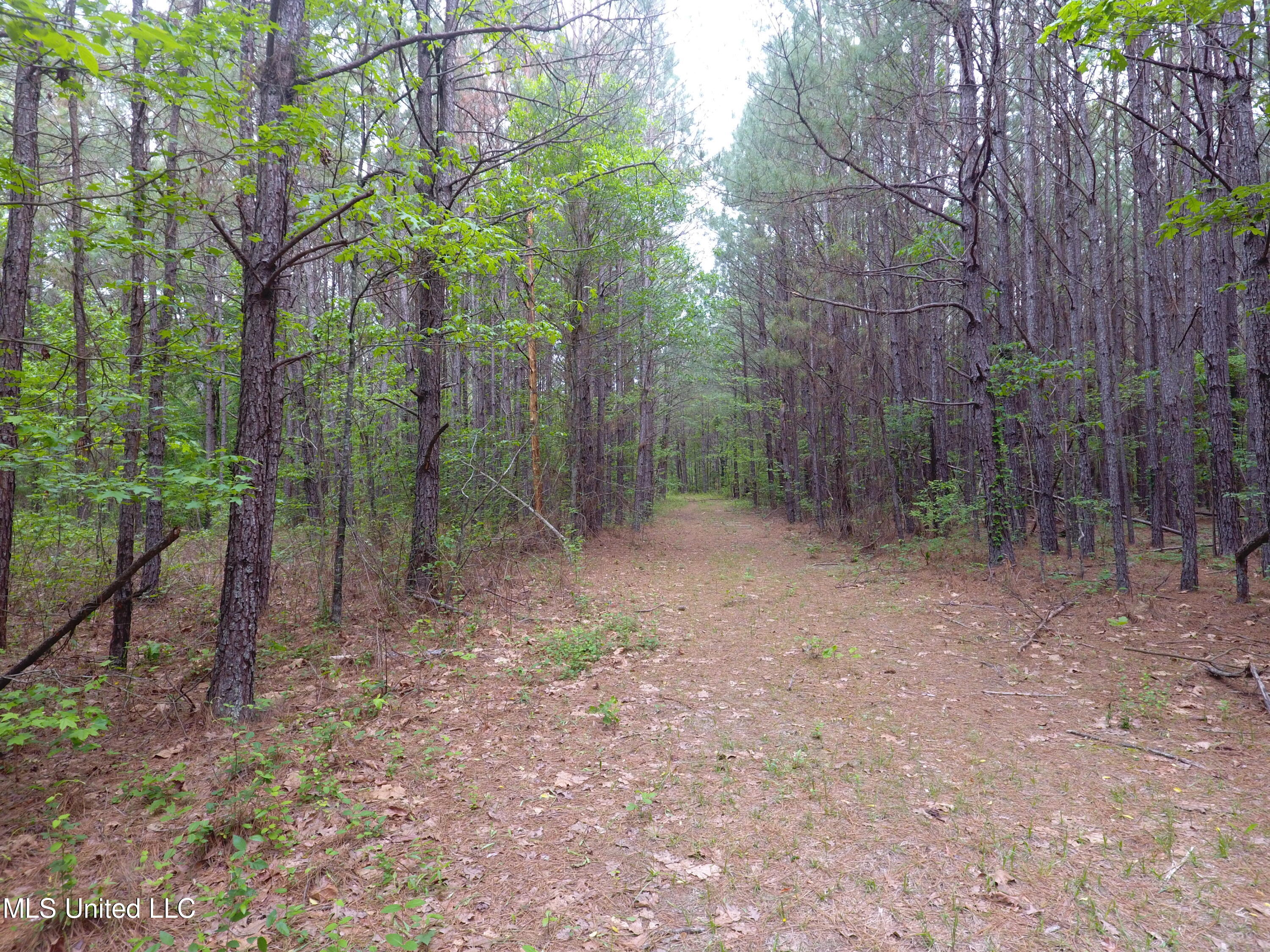 Lone Pine Church Road, Lena, Mississippi image 7