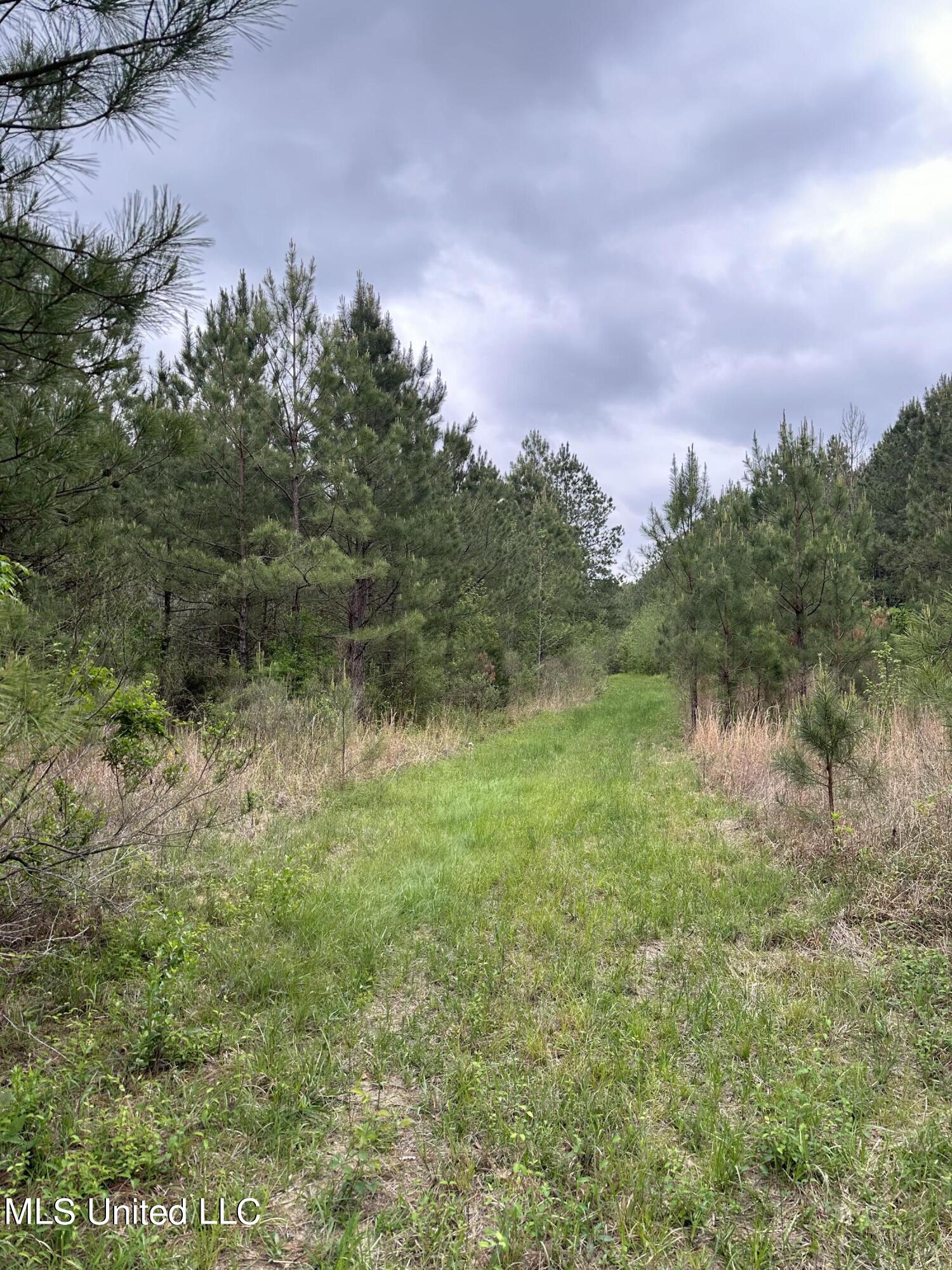 Lone Pine Church Road, Lena, Mississippi image 30