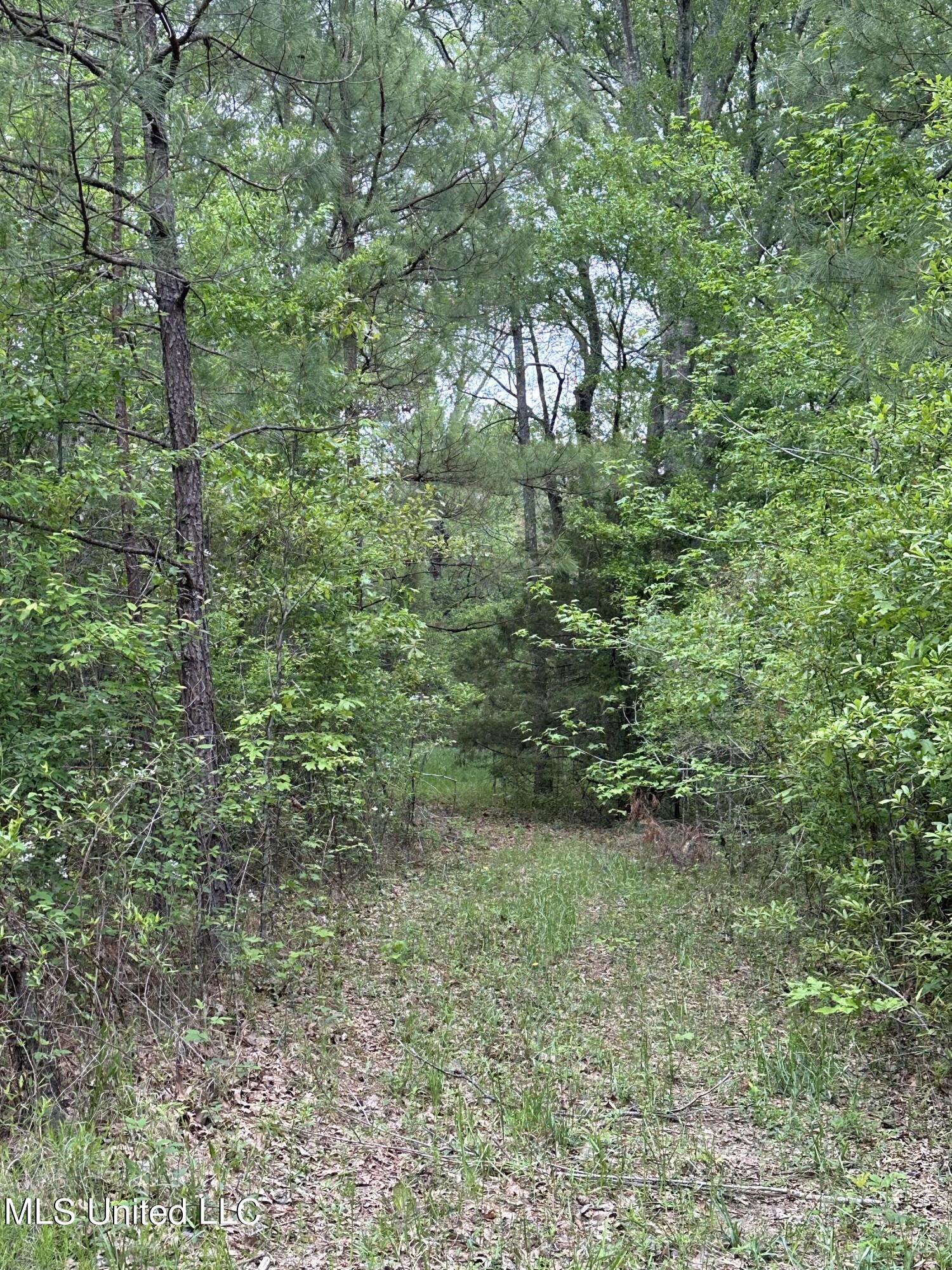 Lone Pine Church Road, Lena, Mississippi image 5