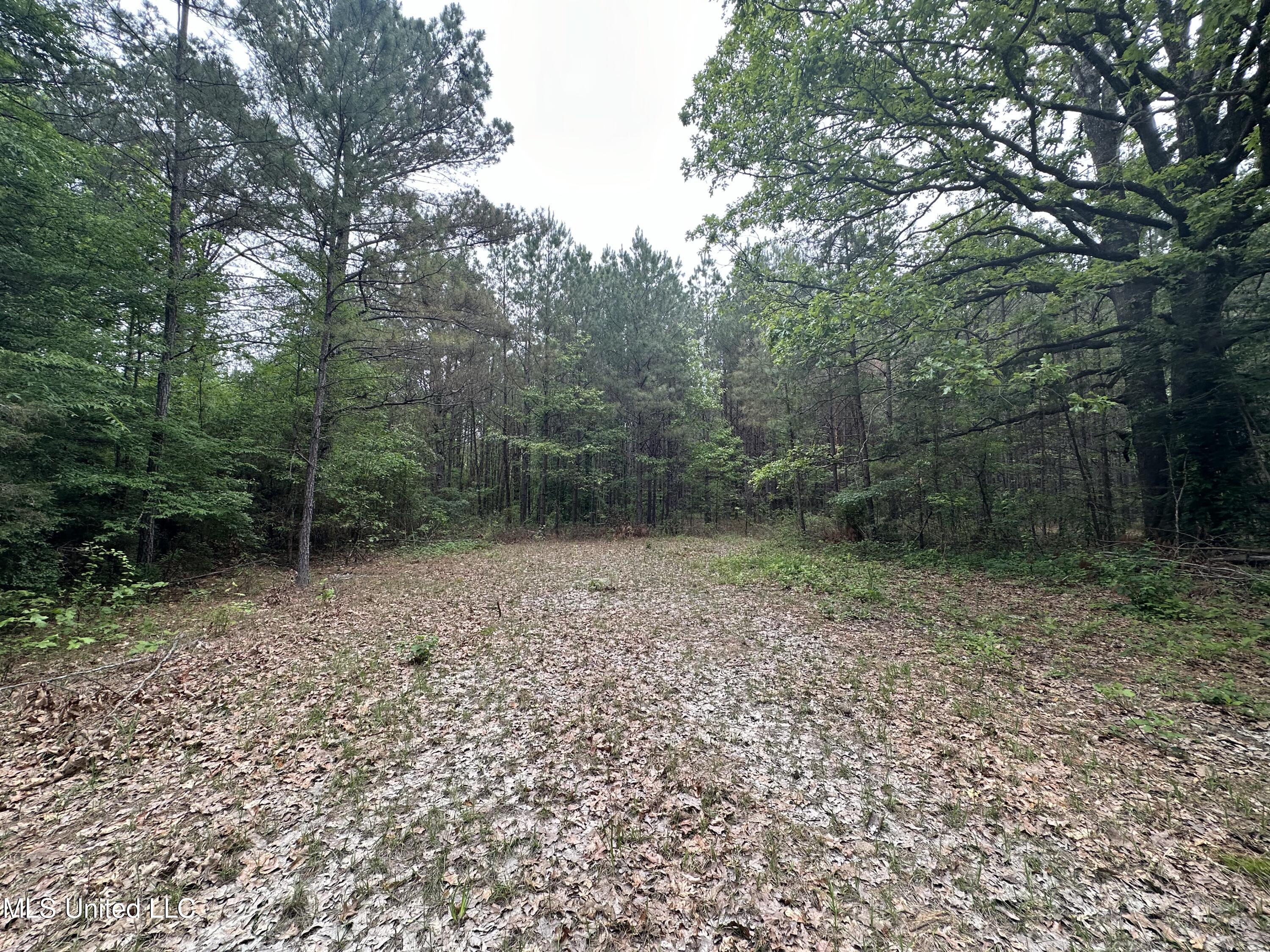 Lone Pine Church Road, Lena, Mississippi image 3