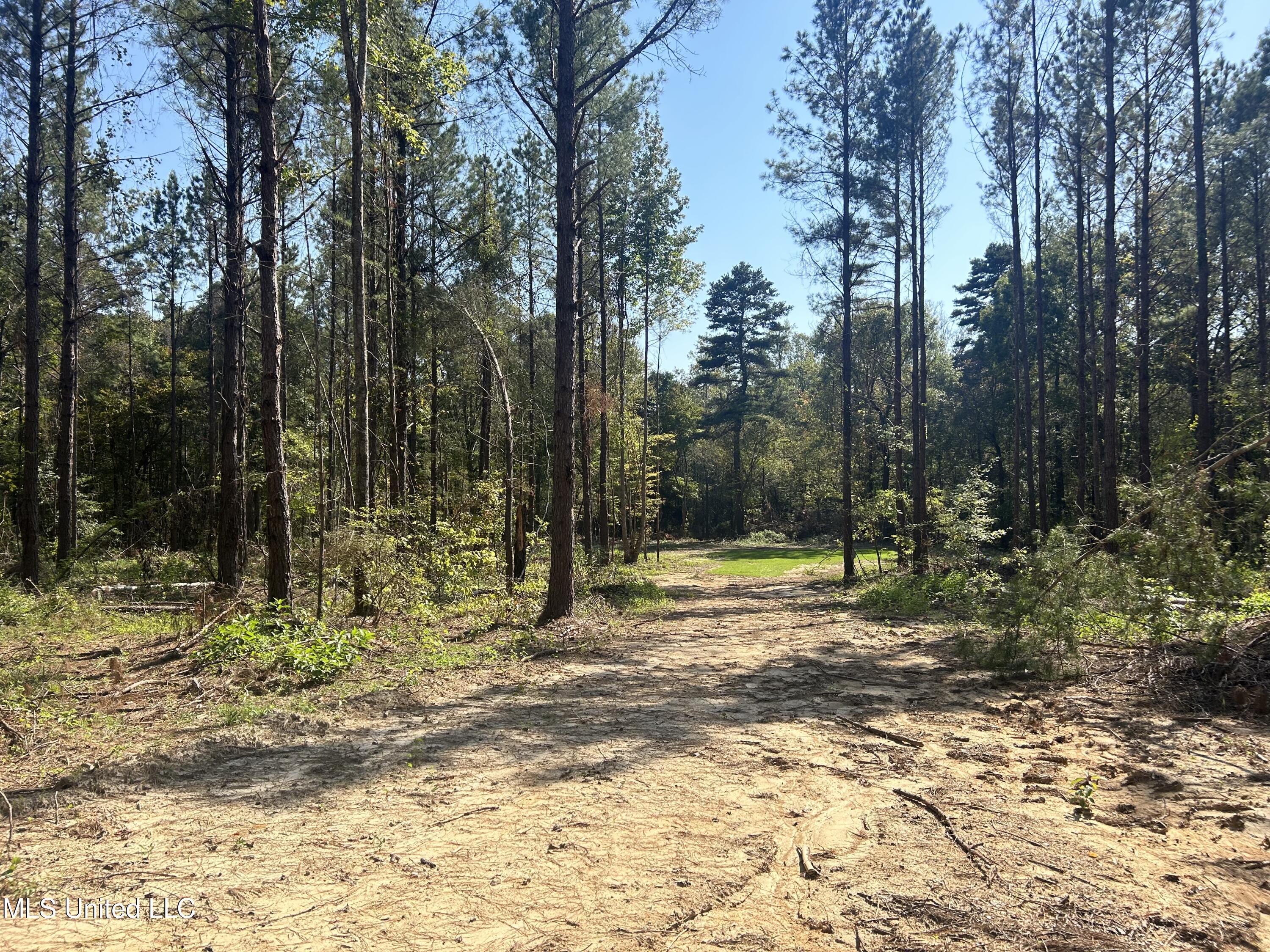 Rails Road, Georgetown, Mississippi image 12