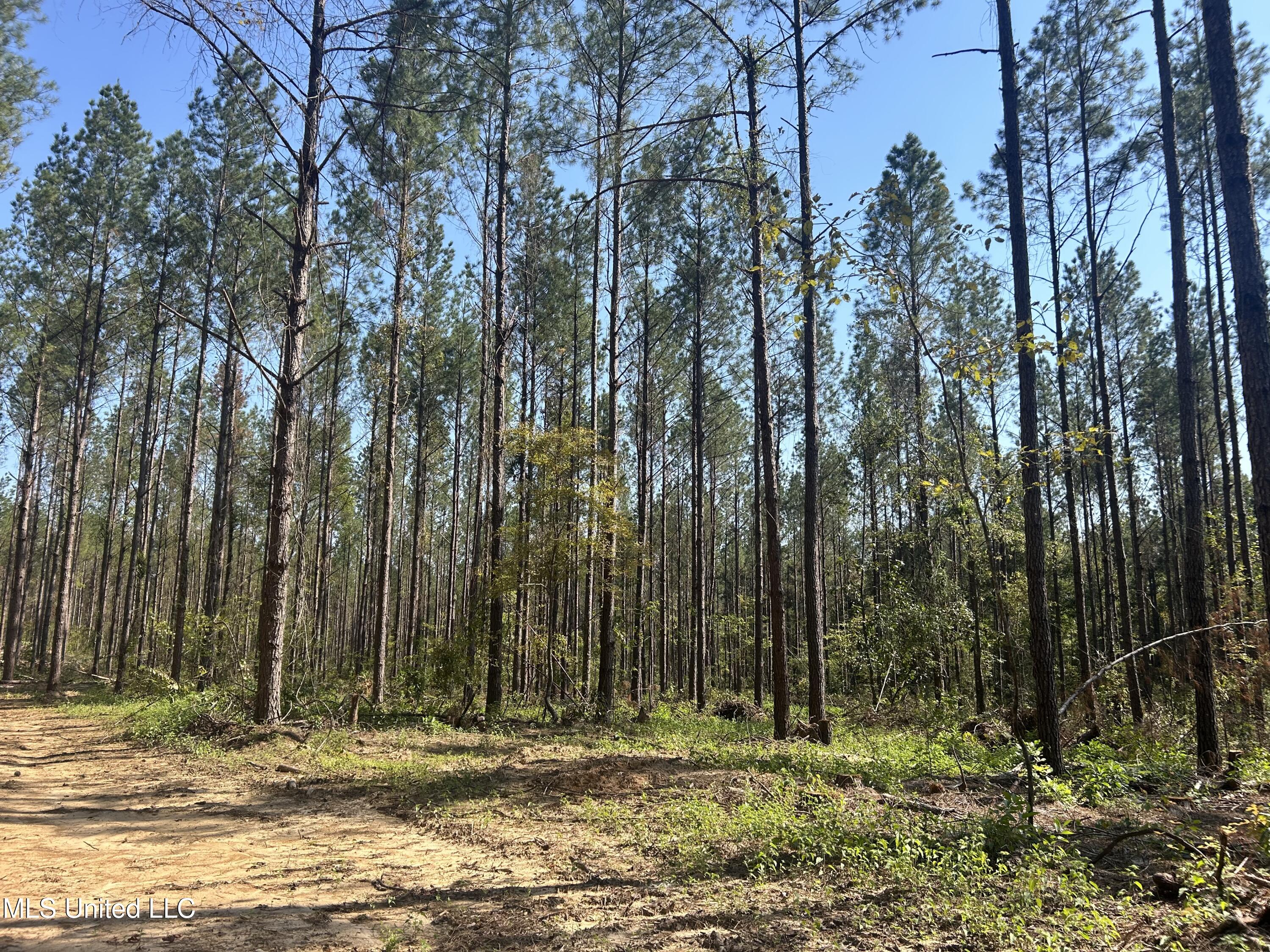 Rails Road, Georgetown, Mississippi image 5